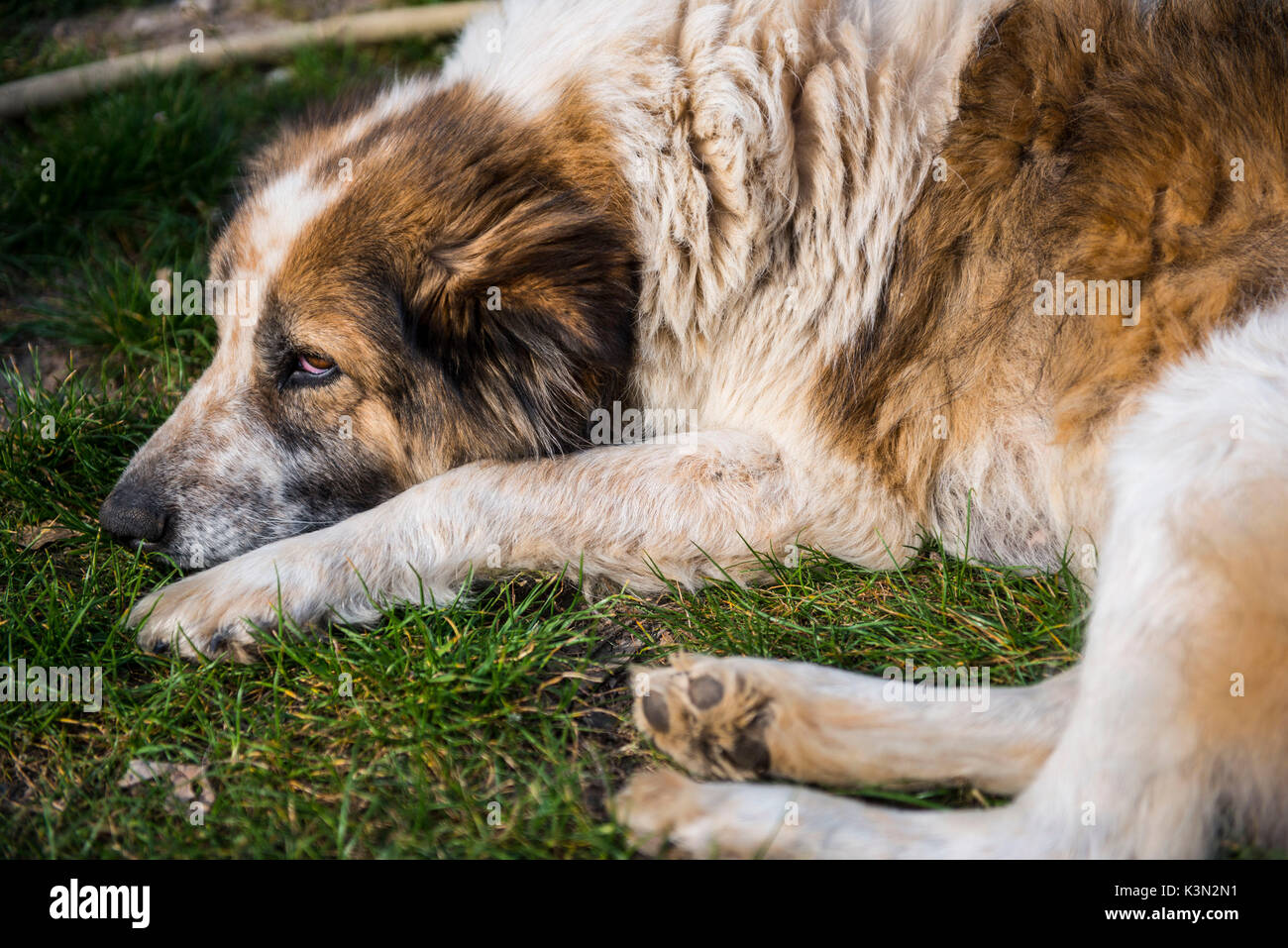 Italy, Tuscany, White and brown fur dog relaxing on a dirt road Stock Photo