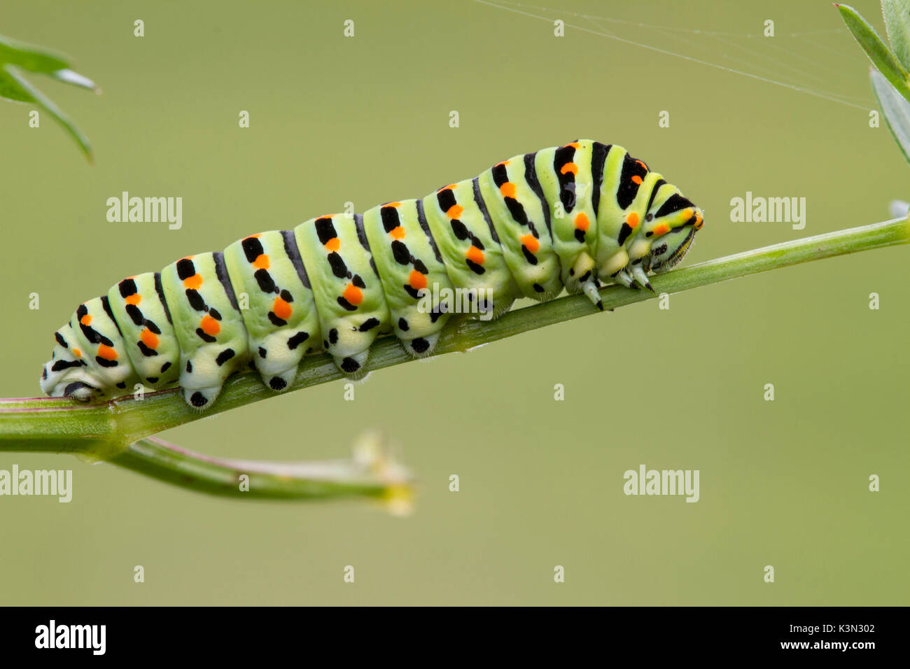 Macro photography of the Papilion Machaon caterpillar. Lombardy, Italy Stock Photo