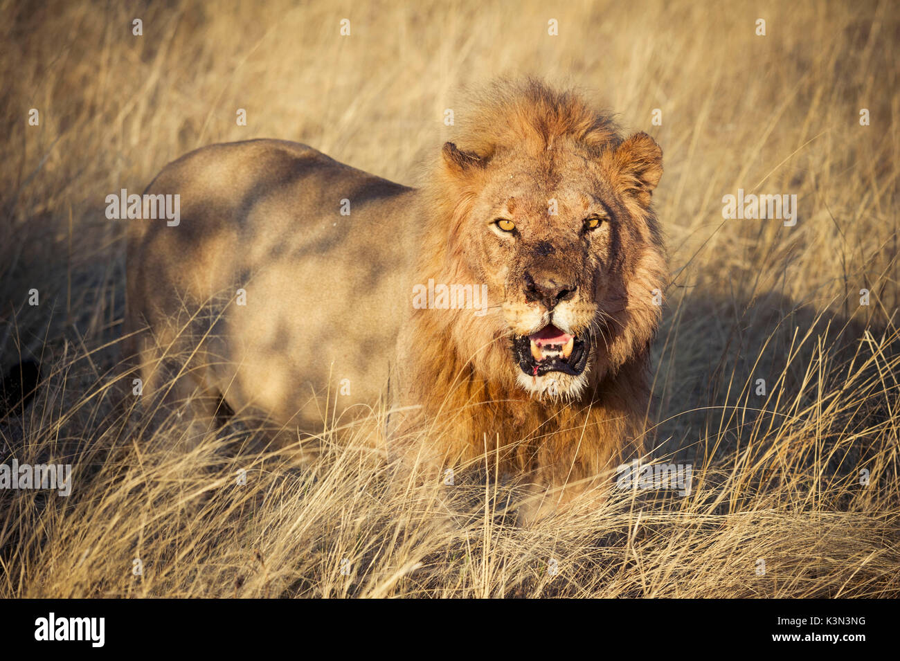 African lion in national park hi-res stock photography and images - Alamy