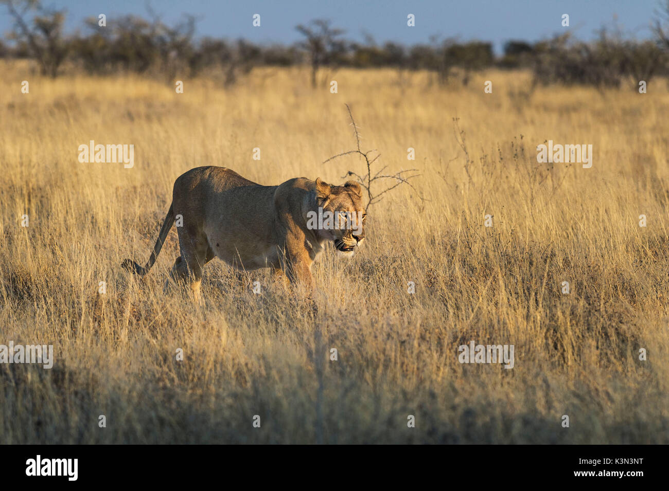 African lion in national park hi-res stock photography and images - Alamy
