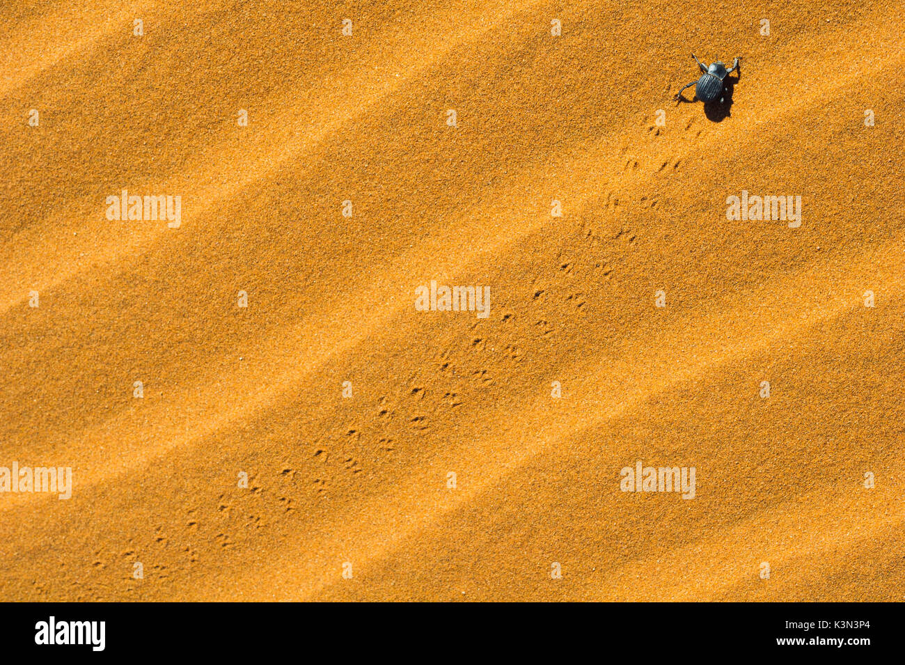 Sossusvlei, Namib desert, Namibia, Africa. Namib desert beetle. Stock Photo