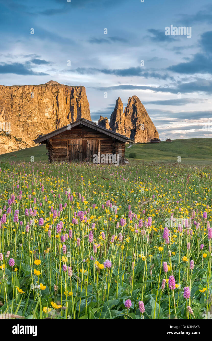 Alpe di Siusi/Seiser Alm, Dolomites, South Tyrol, Italy. Meadow full of flowers on the Alpe di Siusi/Seiser Alm. In the background the peaks of Sciliar/Schlern Stock Photo