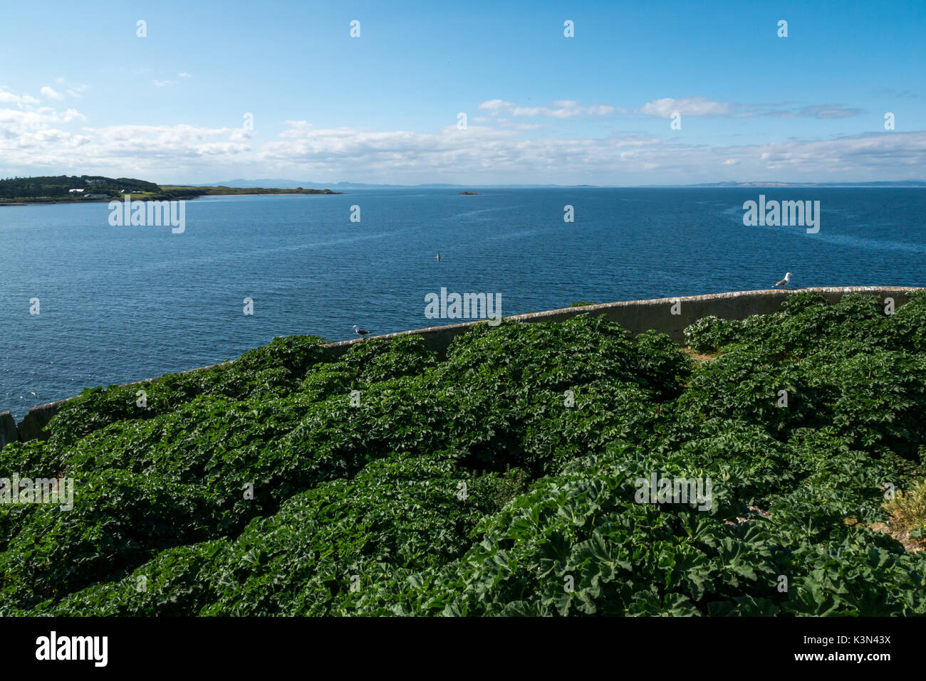 Fidra Island Lighthouse, with wall of old lighthouse keeper's garden in foreground, and wild sea mayweed flowers Stock Photo