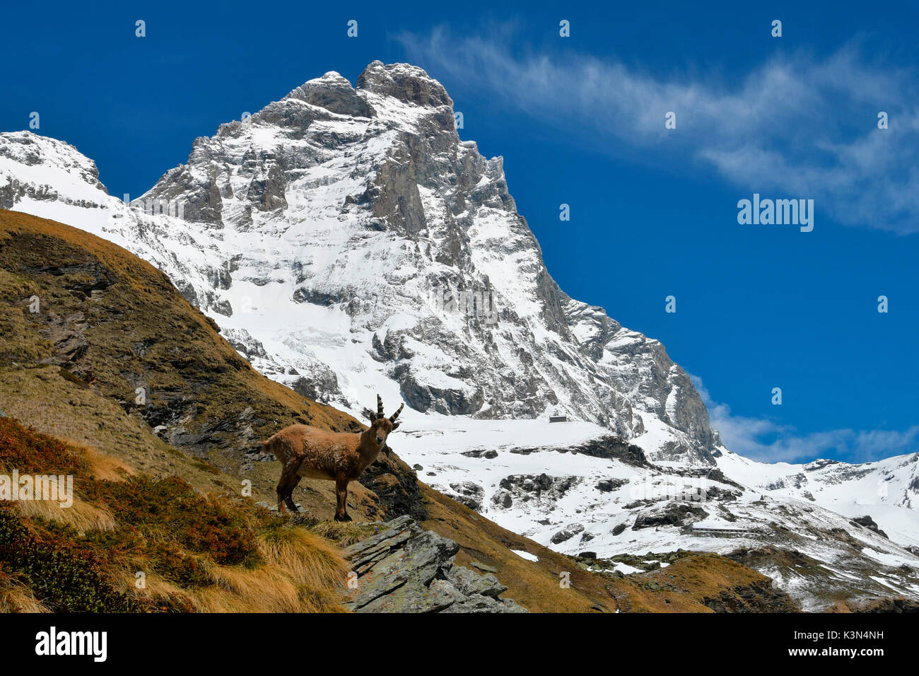 Ibex with Cervino (Matterhorn) on backgorund ,Valtournenche,Aosta Valley,Italy Stock Photo