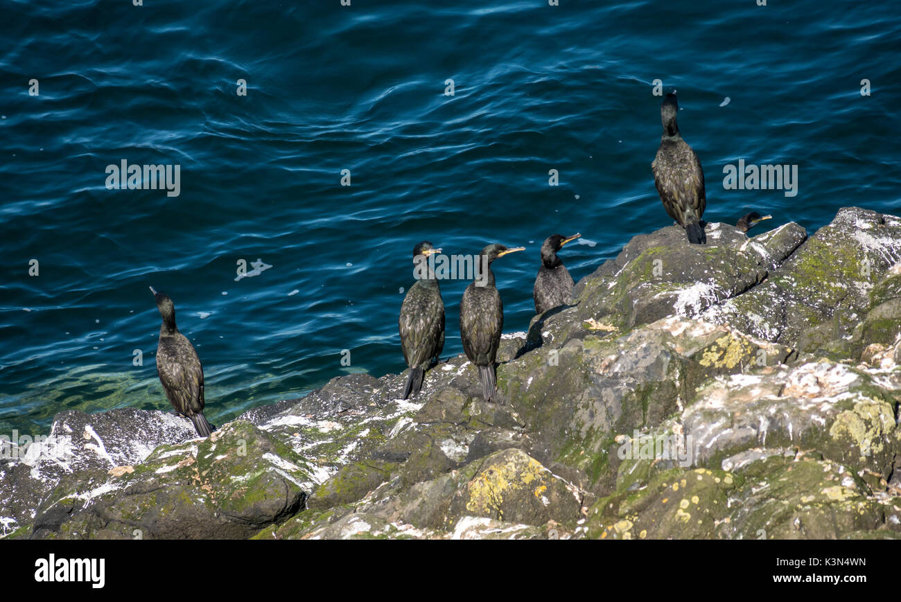 Group of cormorants, Phalacrocorax carbo, on rocky shore, Fidra Island, Firth of Forth, Scotland, UK, on sunny day, Stock Photo
