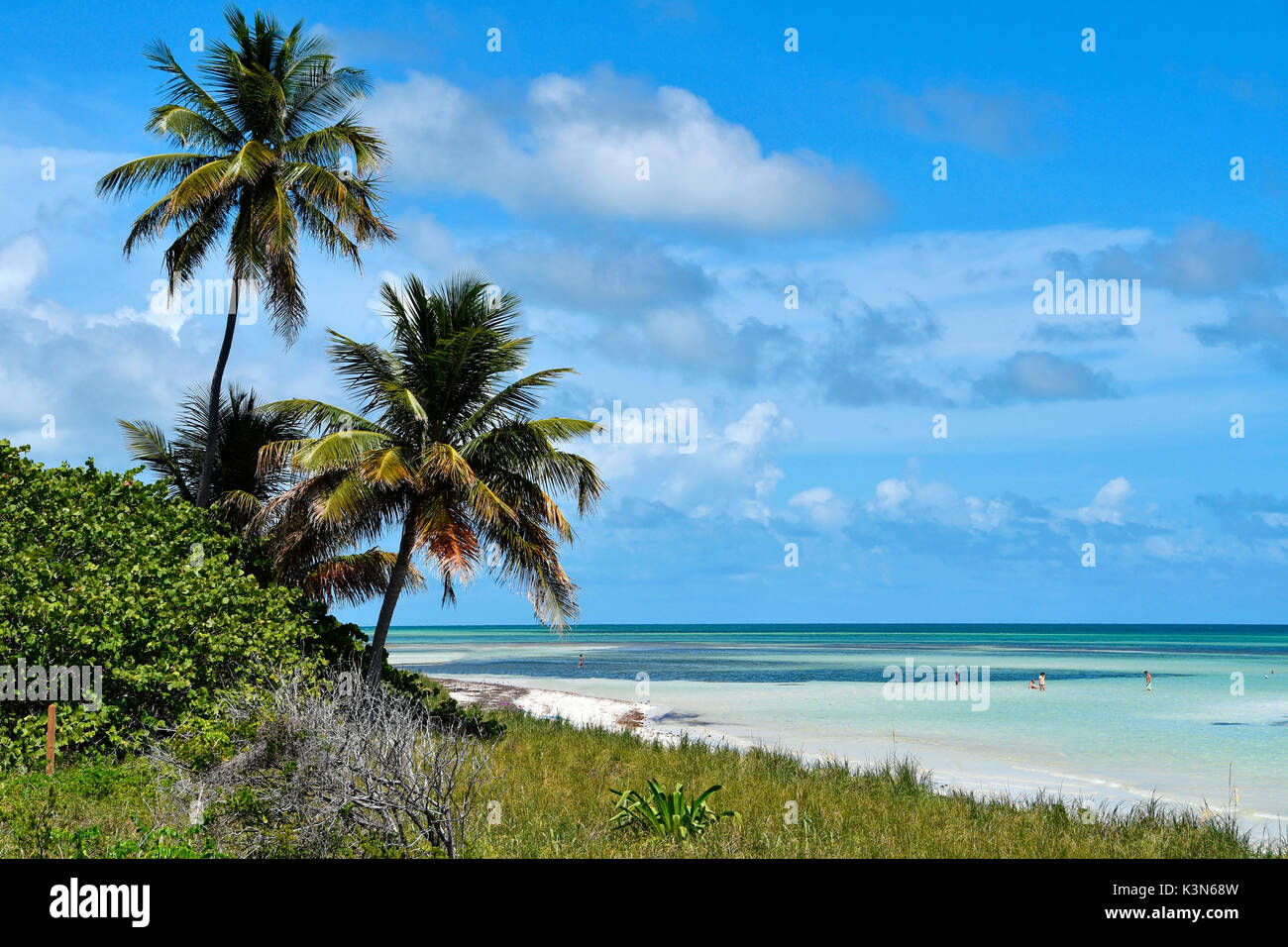Palms on Bahia Honda - Keys Island, Florida, USA Stock Photo