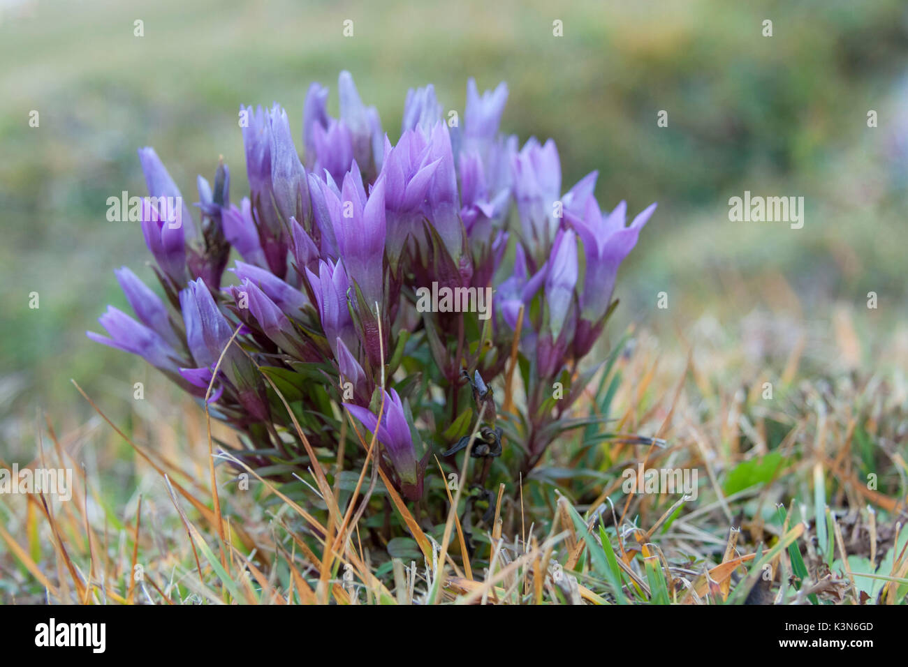Europe, Italy, Dolomites.  Flowering of Dolomites gentianella (Gentianella anisodonta) Stock Photo