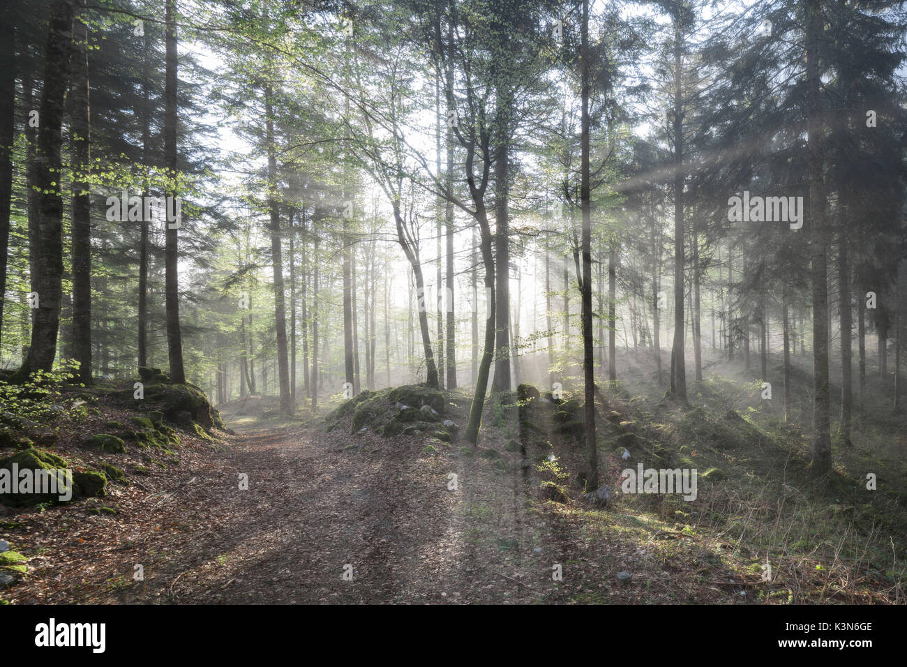 Europe, Italy,  Friuli, Cimolais. Light filtering through the trees in the forest to the pass of St. Oswald, Dolomites Stock Photo