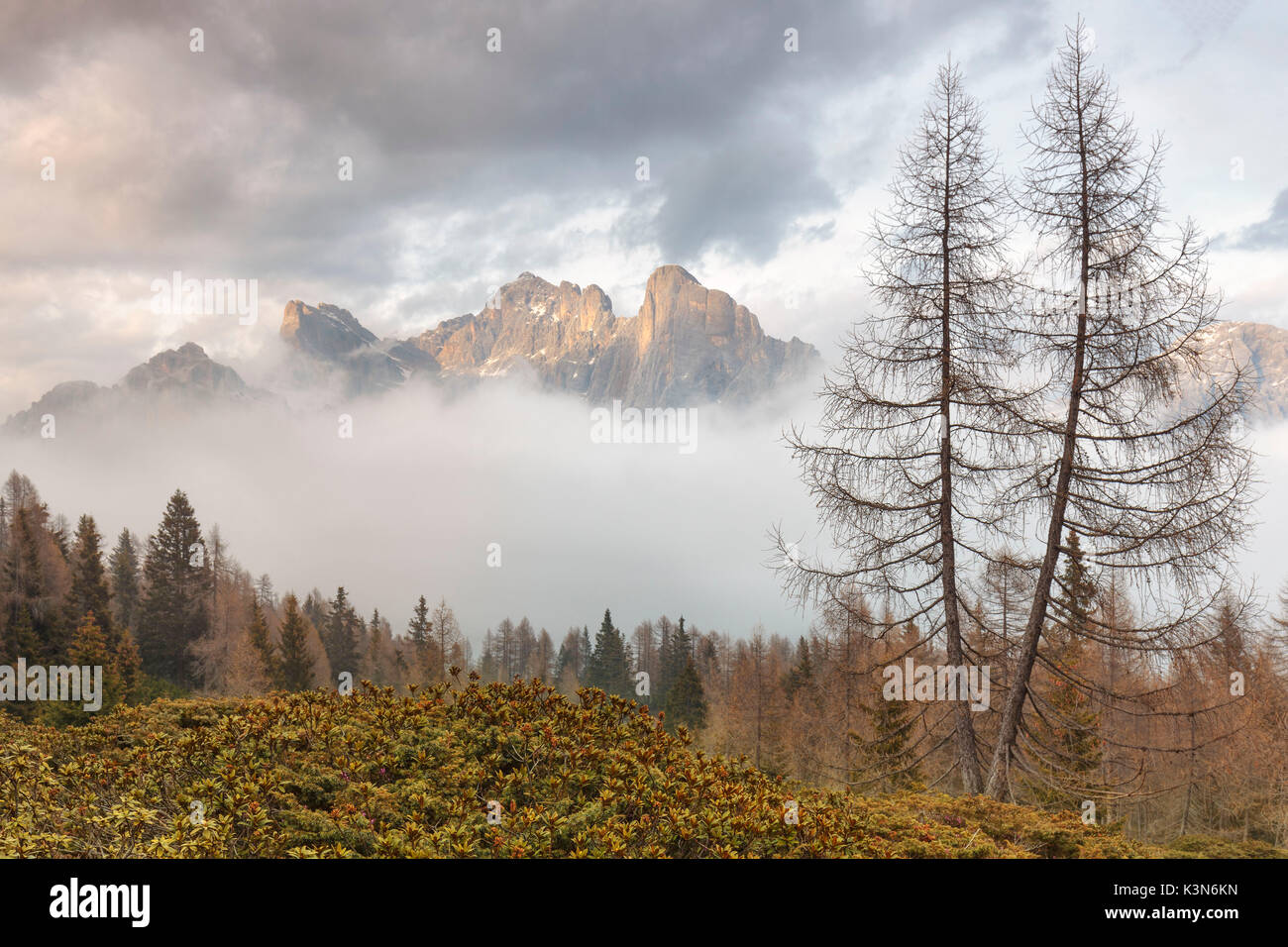 Europe, Italy, Veneto, Belluno, Agordino, Poetic landscape in the woods, in the background the Civetta mount in the clouds, Dolomites Stock Photo