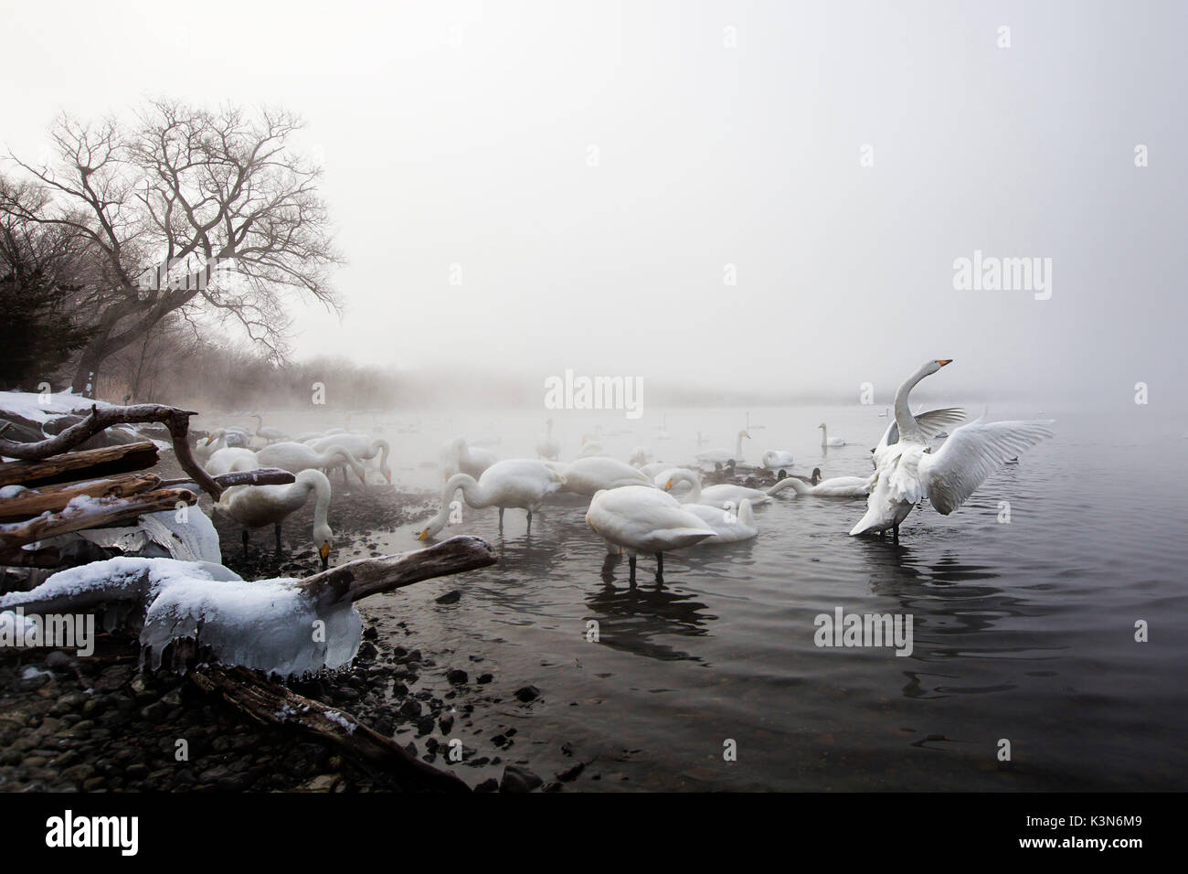 Whooper swans in Lake Kussharo, Hokkaido, Japan Stock Photo