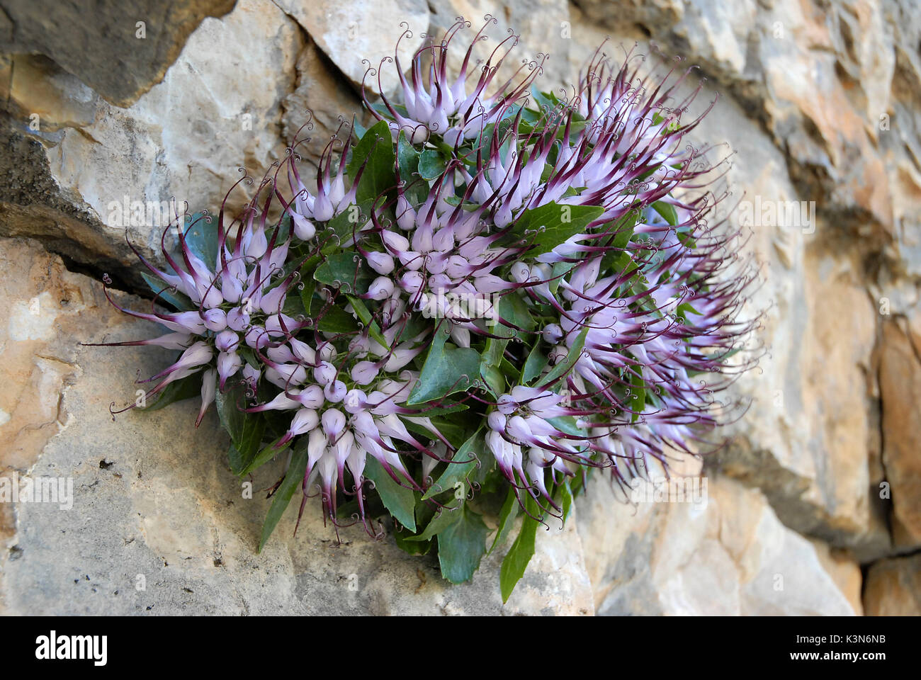 Dolomites, South Tyrol, Italy.The Physoplexis comosa Stock Photo