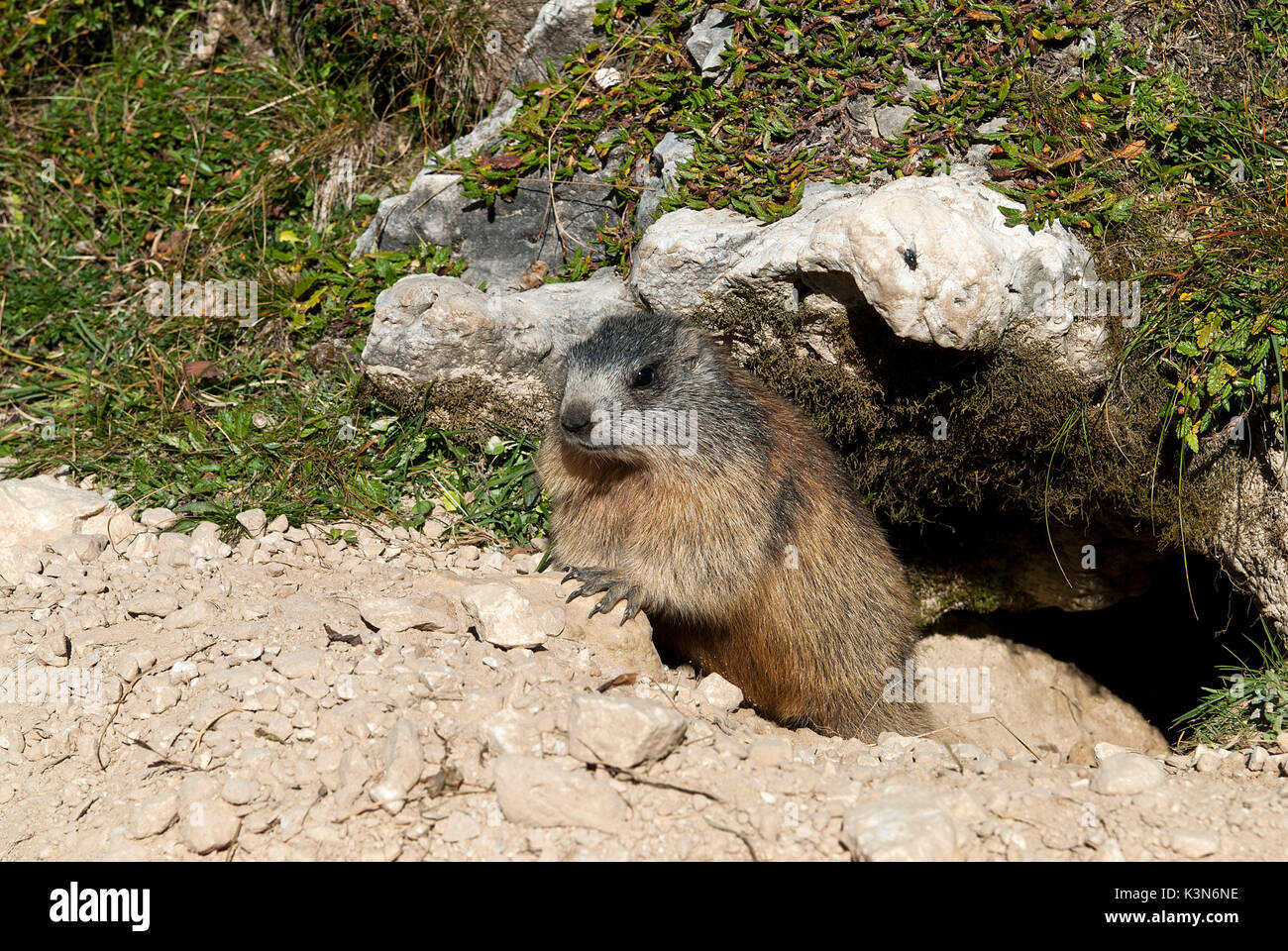 Dolomites, Veneto, Italy. The alpine marmot (Marmota marmota) Stock Photo