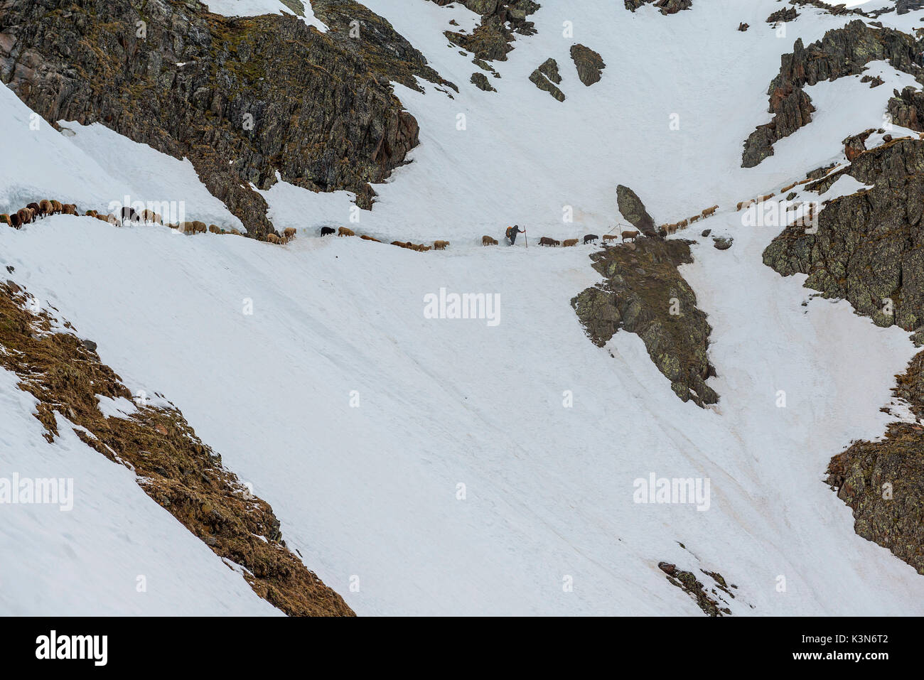 Senales/Schnals, South Tyrol, Italy. Since thousands of years the shepherd brings the sheep on the Giogo Basso (3016m) and to the summer pastures behind the Oetz Valley Stock Photo