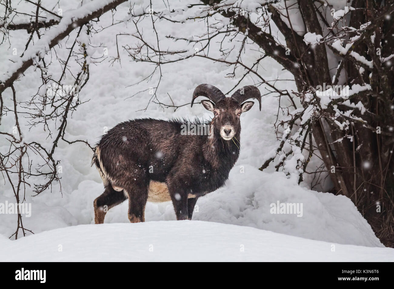 Young male mouflon taken during a snowfall in its natural environment in the Dolomites. Stock Photo
