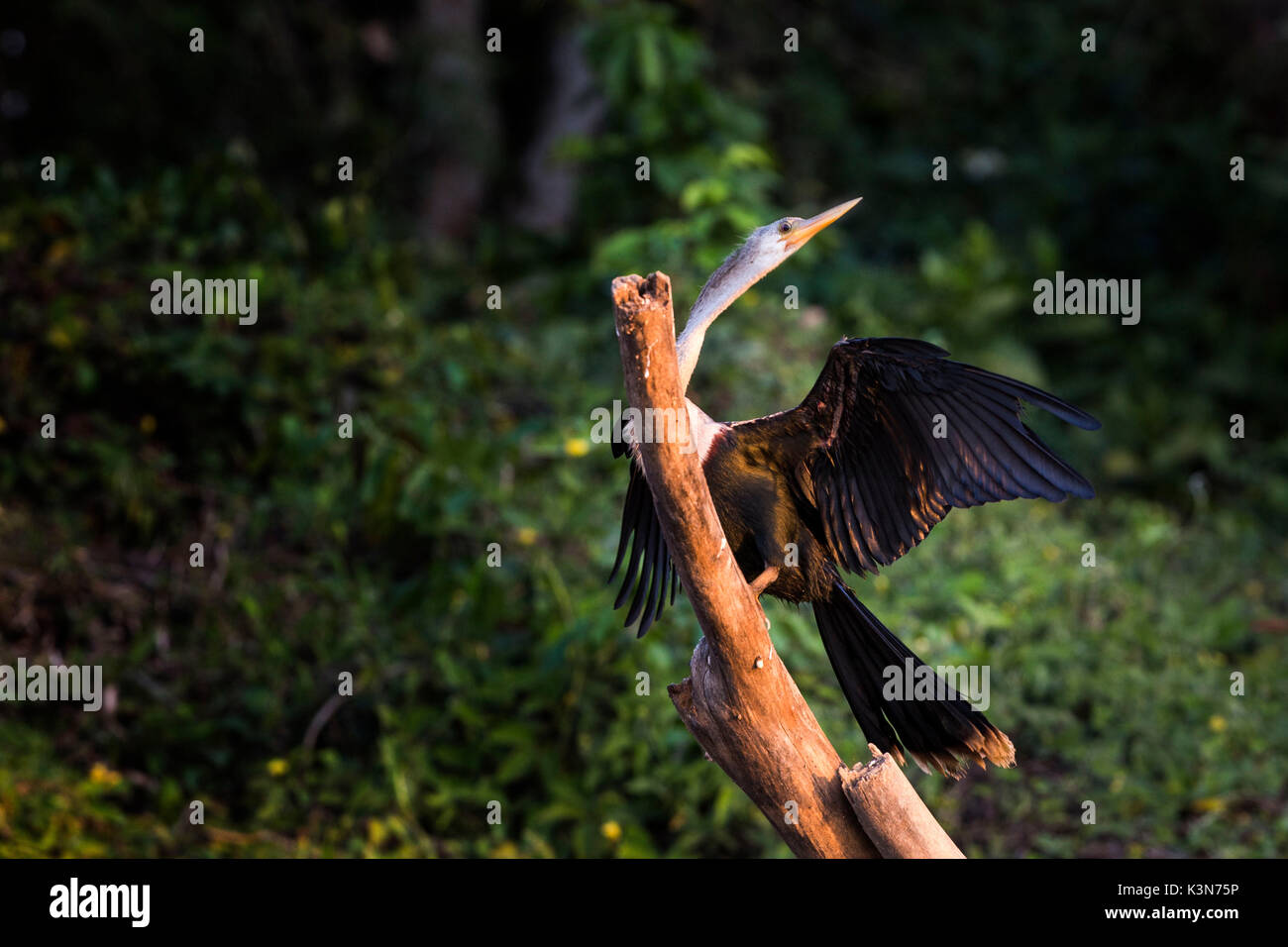 Cormorant drying out its wings in Cuiabà river, near Porto Jofre.  Mato Grosso do Sul; Brazil. Stock Photo