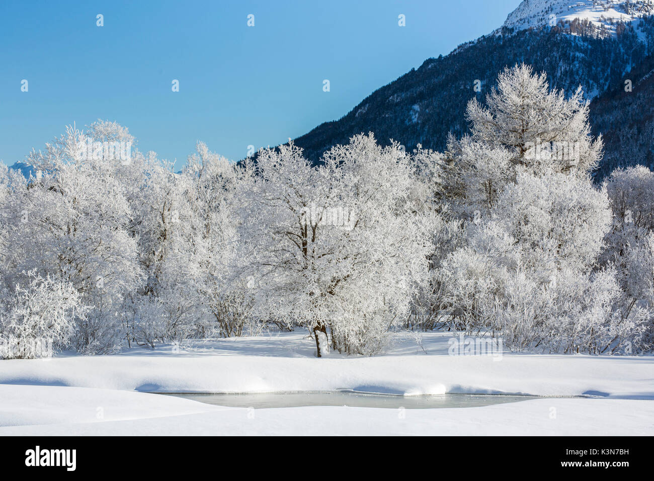Winter landscape with trees covered in hoarfrost and frozen pond. Celerina, Engadin, Graubunden, Switzerland. Stock Photo
