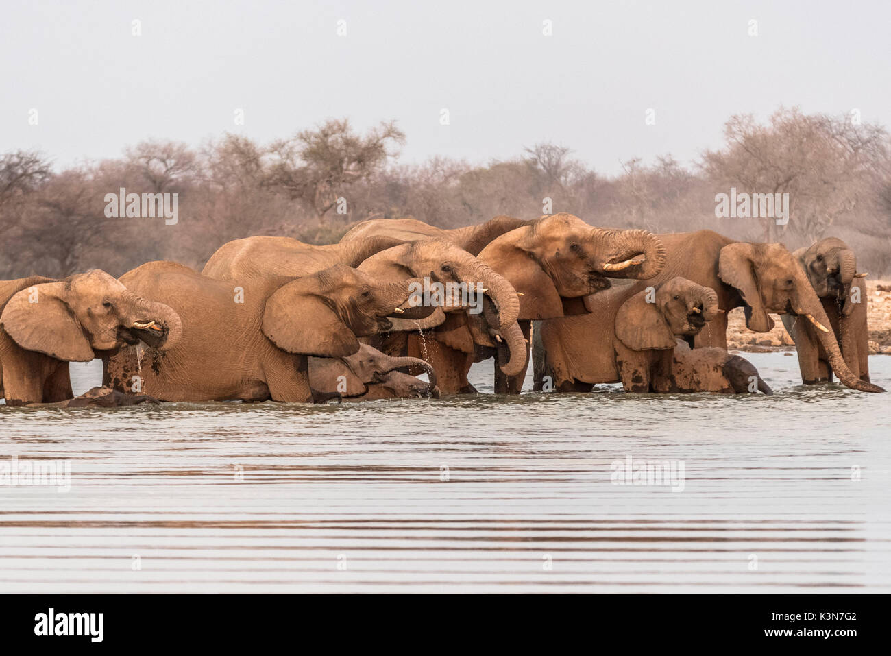 Herd of elephants drinking water. Etosha National Park, Oshikoto region, Namibia. Stock Photo