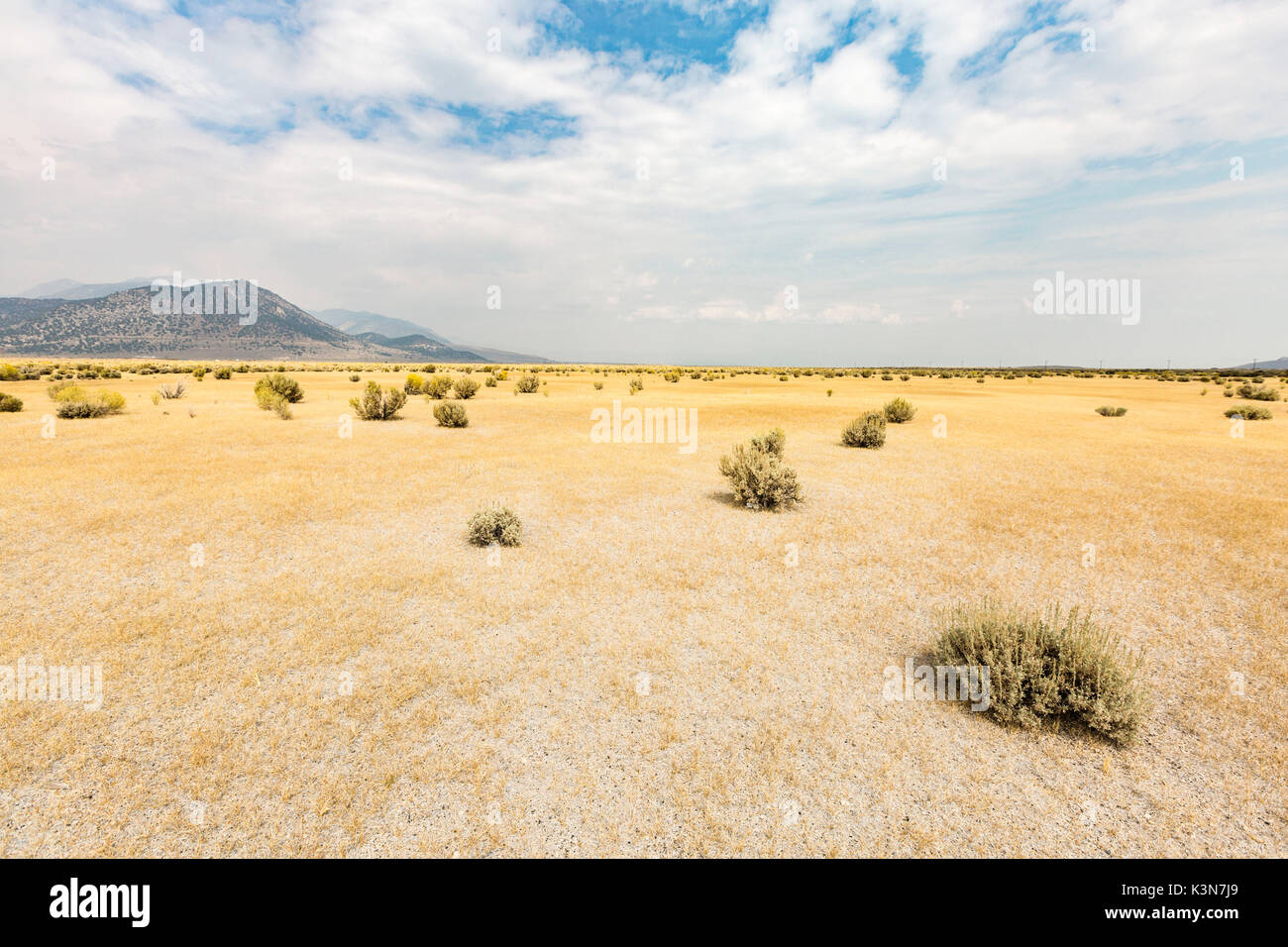 Desert landscape with bushes. Mono County, California, USA. Stock Photo