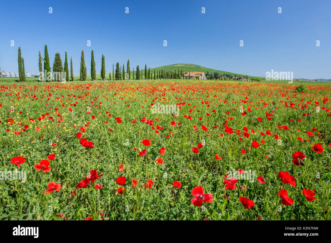 Expanse of poppies and cypresses. Orcia Valley, Siena district, Tuscany, Italy. Stock Photo
