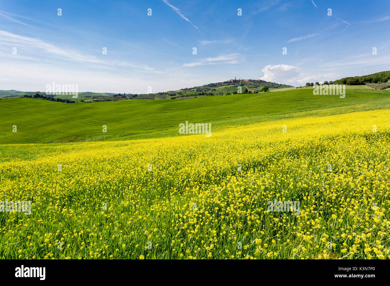 Expanse of rapeseed flowers and the town of Pienza on the background. Orcia Valley, Siena district, Tuscany, Italy. Stock Photo