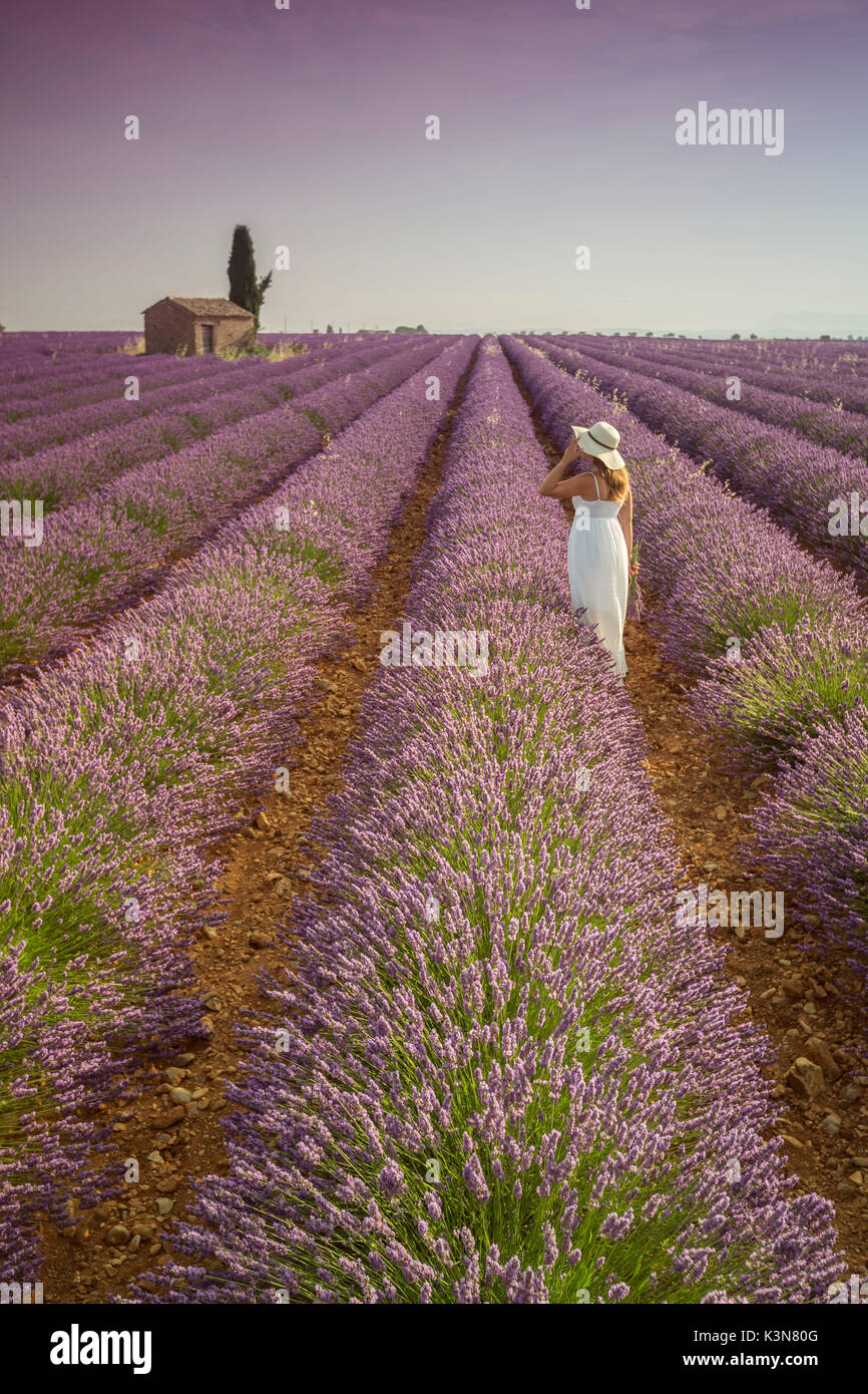 Woman with hat in a lavender field. Plateau de Valensole, Alpes-de-Haute-Provence, Provence-Alpes-Côte d'Azur, France, Europe. Stock Photo