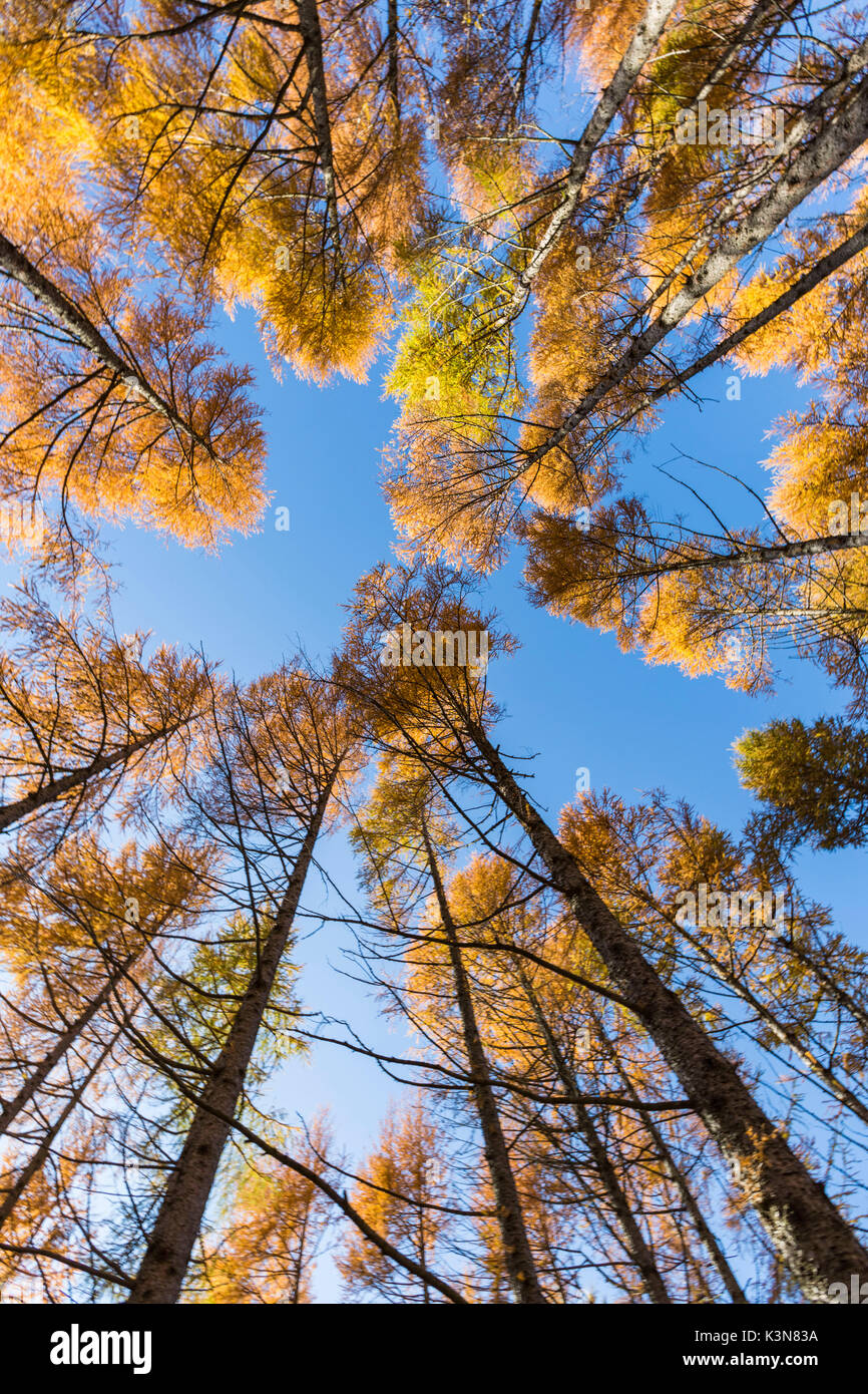 View of autumnal larches from below. Italy, Europe. Stock Photo