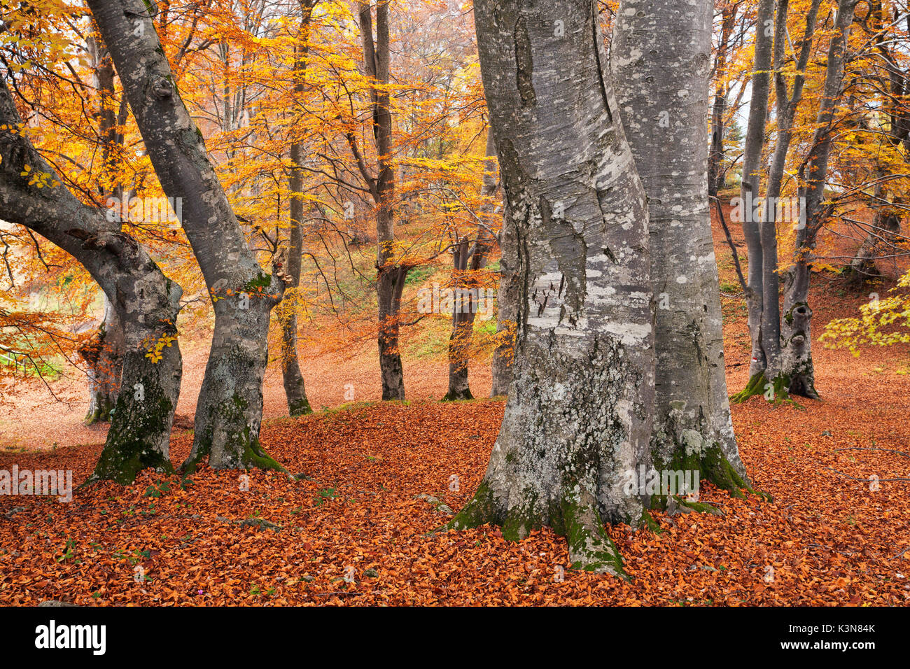 Magasa, Valvestino, Lombardy, Italy. Beeches in autumn. Stock Photo