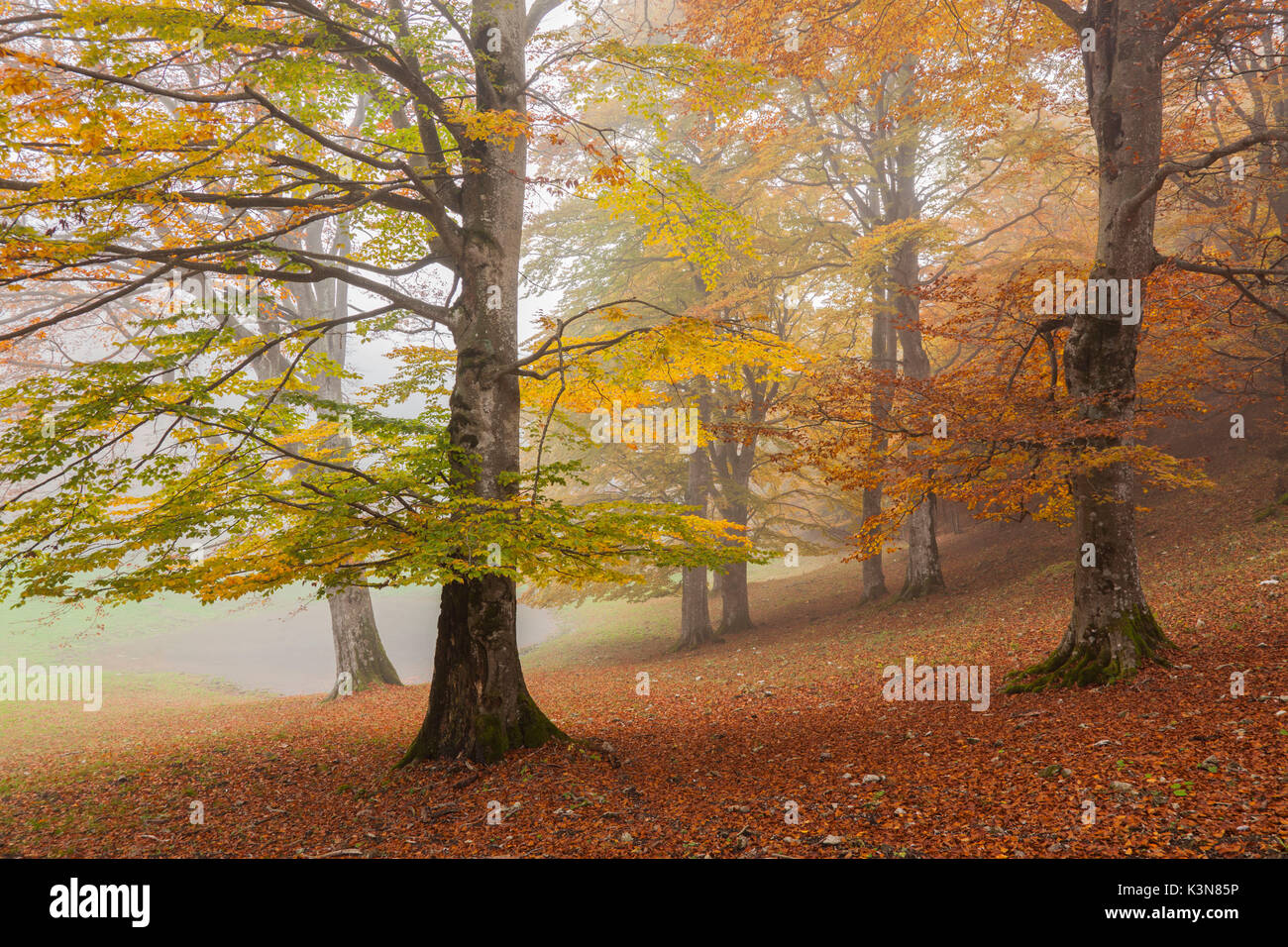 Baremone pass, Lombardy, Brescia province, Italy. Beeches in autumn. Stock Photo