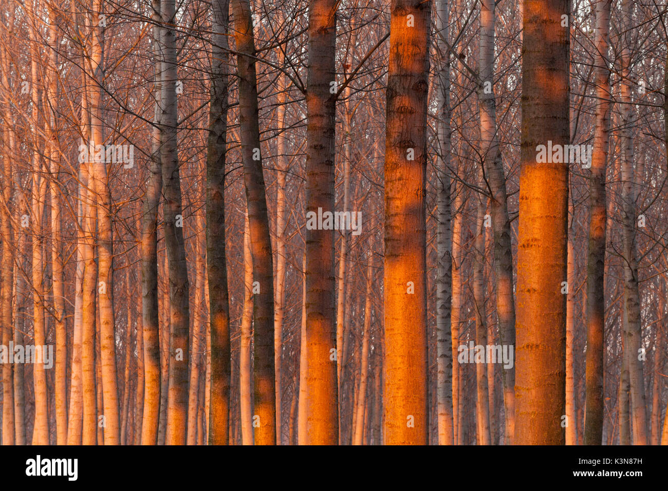 Caselle Landi, Po river, Po valley, Cremona province, Lombardy, Italy, Europe. Details on poplars trunk at sunset. Stock Photo