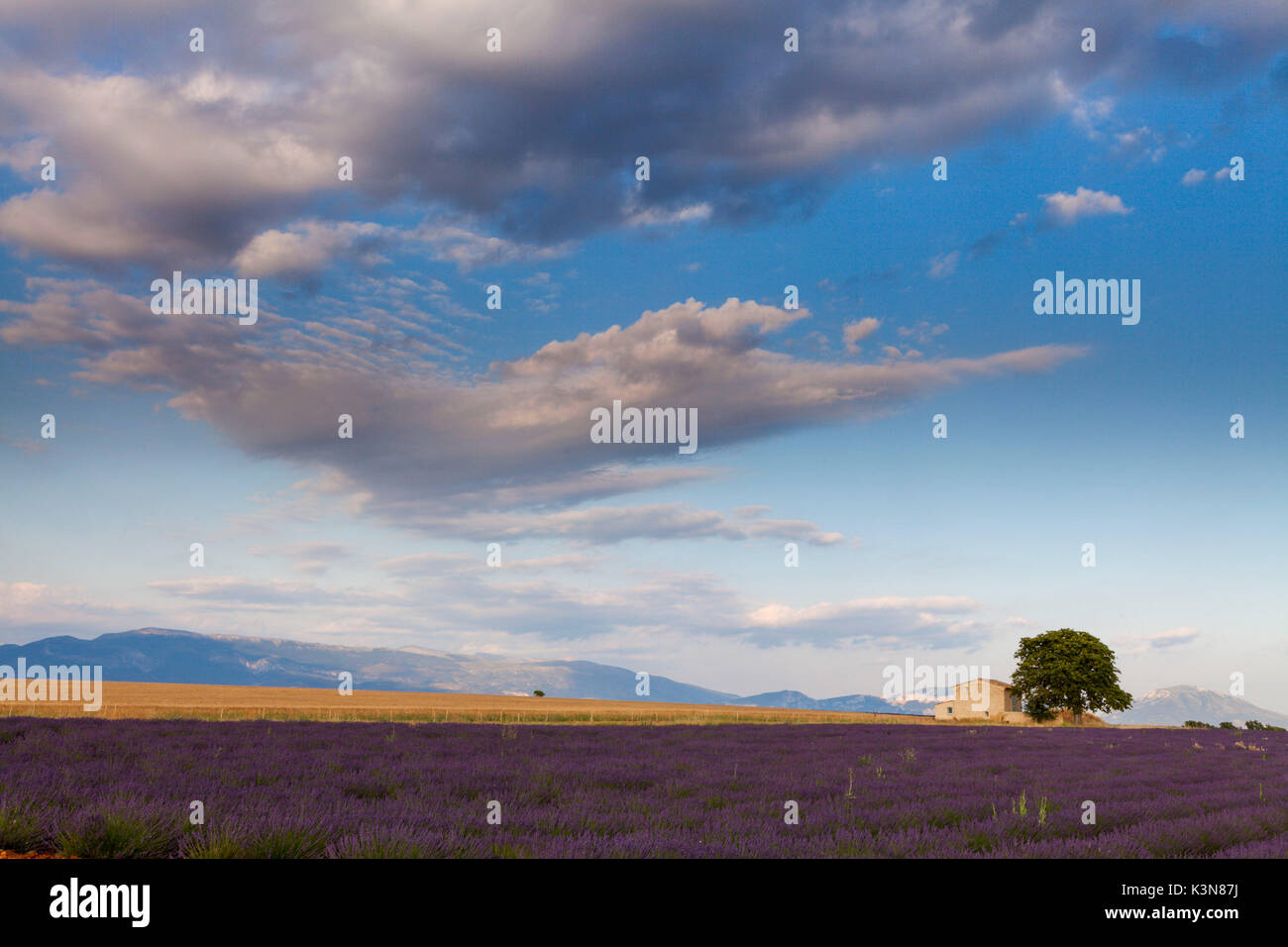 Valensole plateau, Provence, France. A provencal cottage into lavender fields. Stock Photo