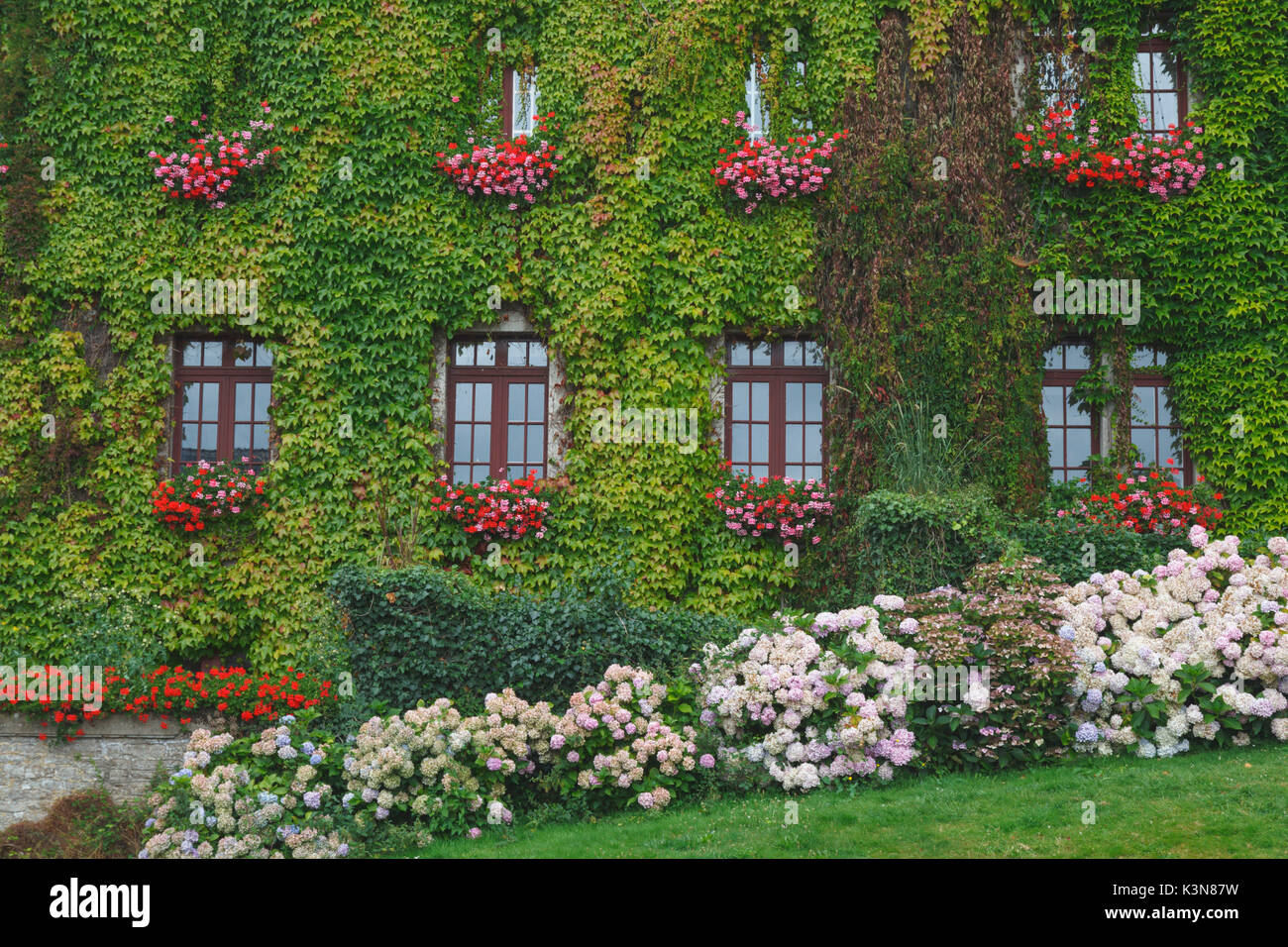 Rochefort-en-terre, Brittany, France. A wall of a building completely covered by ivy Stock Photo