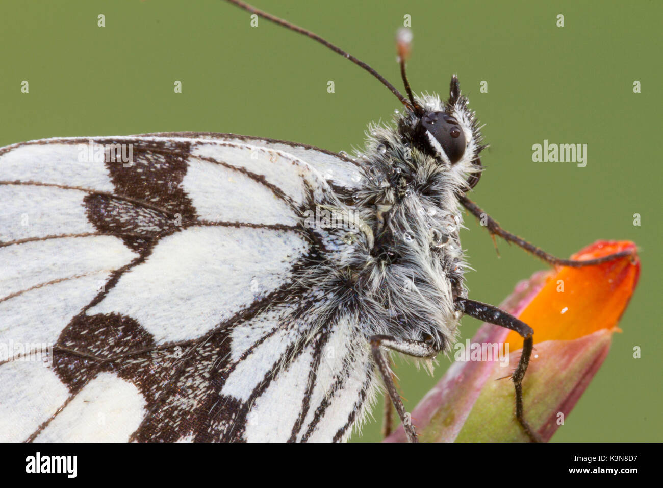 Macro with Details of body and wings of Marbled white butterfly or Melanargia galathea. Lombardy, Italy Stock Photo