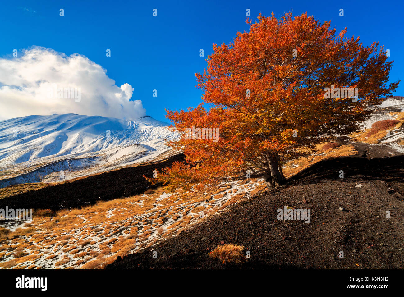 A beech in Mount Etna in autumn on etna, Sicily,Italy, europe Stock Photo