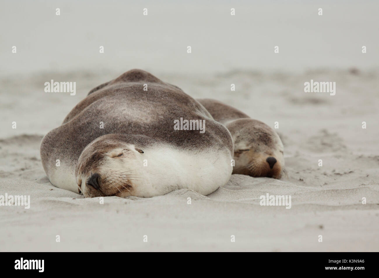 Sea Lions sleeping on Australian beach Stock Photo