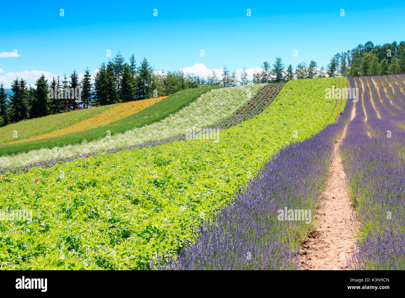 Irodori field of Tomita farm in Furano, Japan, Hokkaido Stock Photo