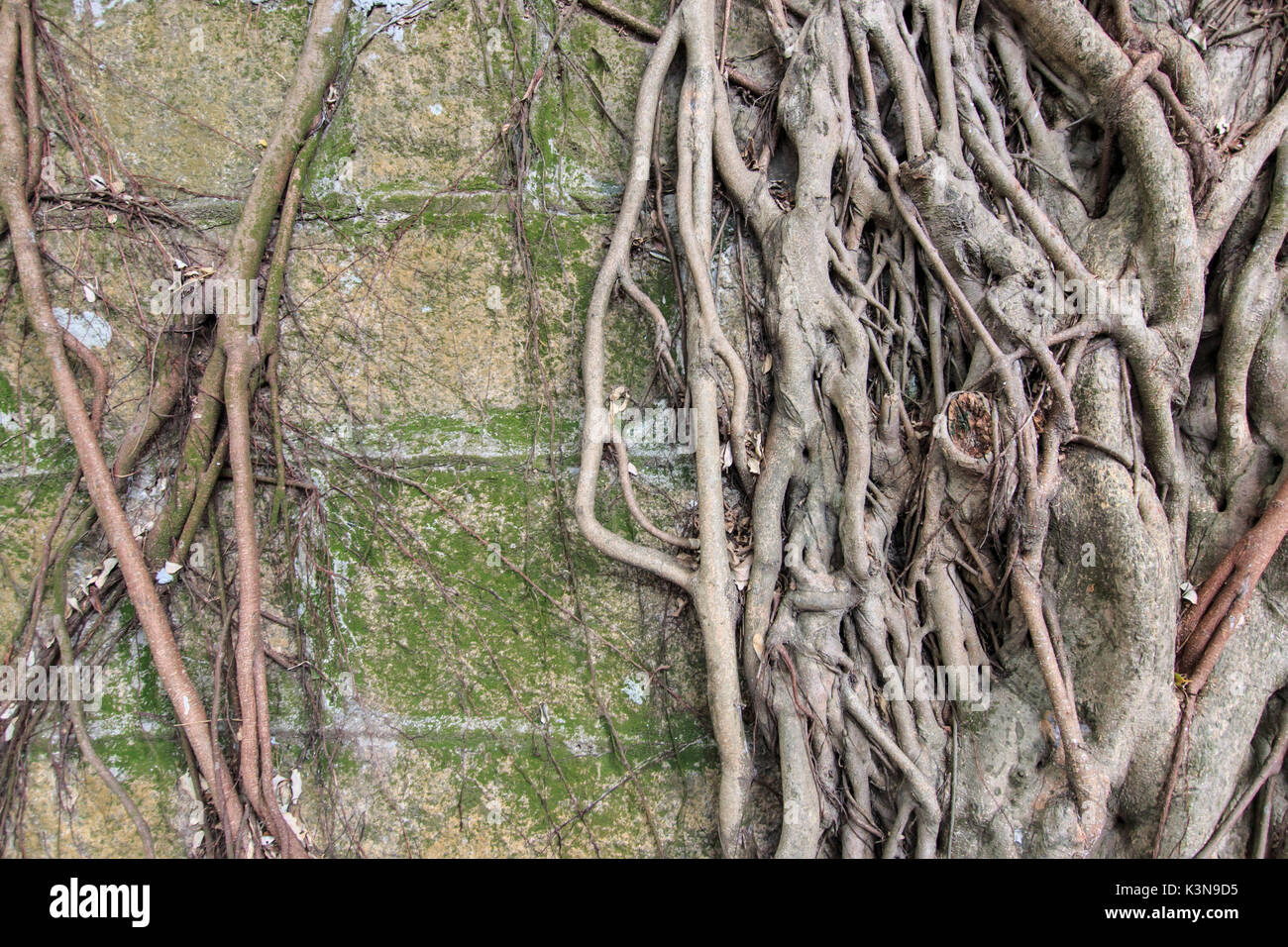 Banyan tree hong kong hi-res stock photography and images - Alamy