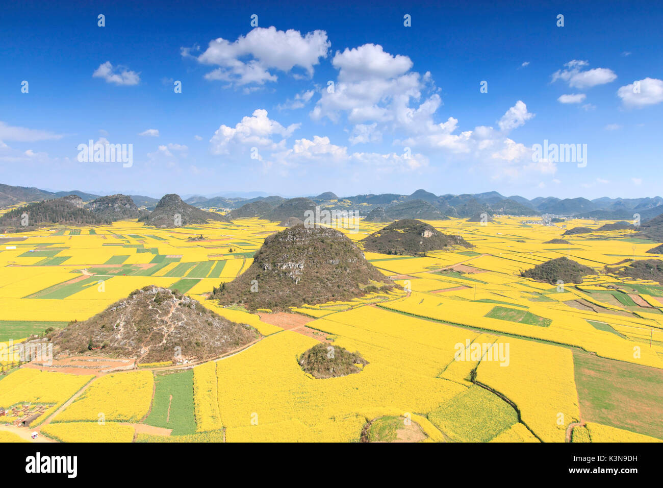 Rapeseed flowers of Luoping in Yunnan China Stock Photo