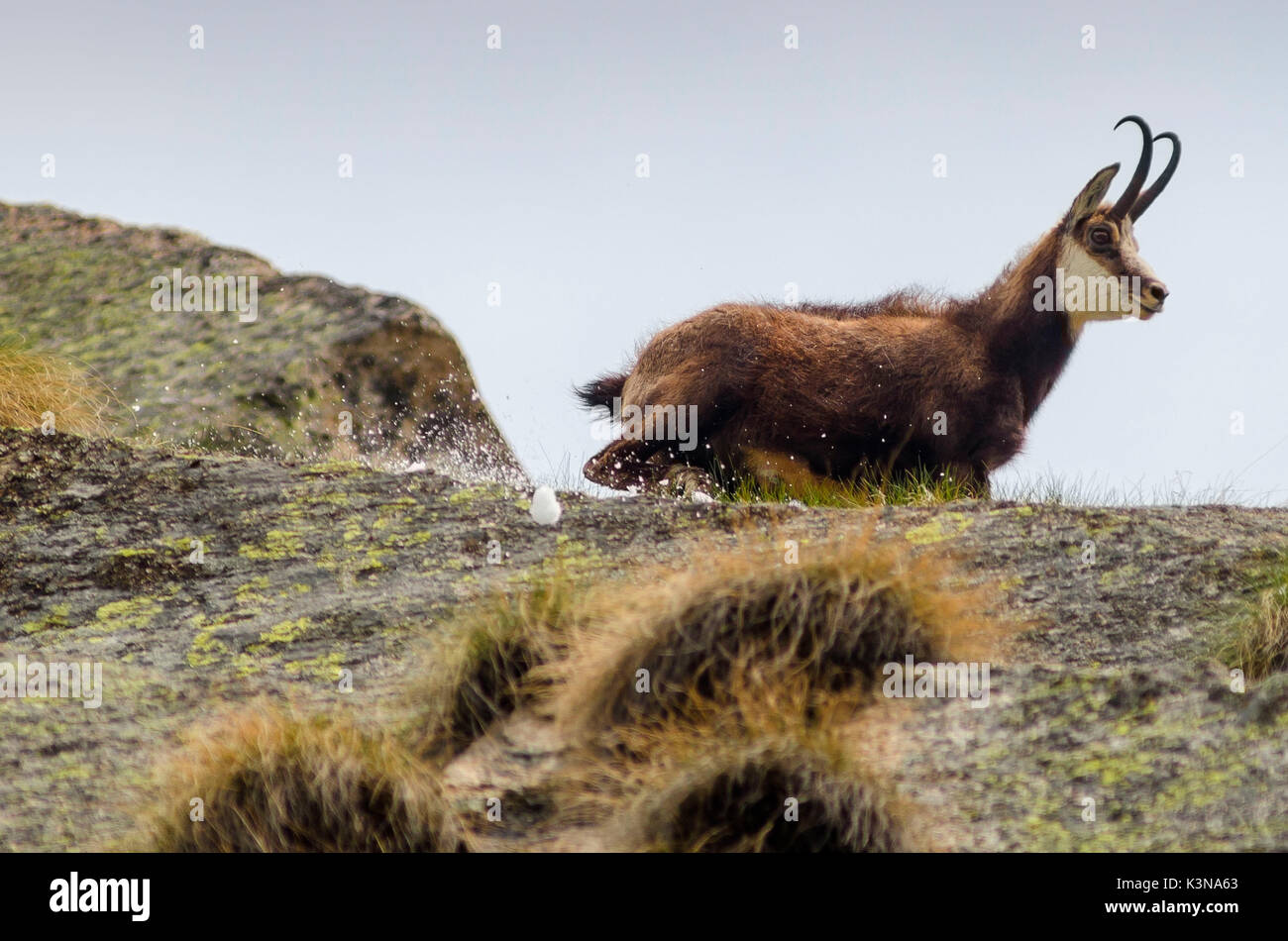 Chamois in springtime (Soana valley, Piedmont, Gran Paradiso National Park, Italy Stock Photo