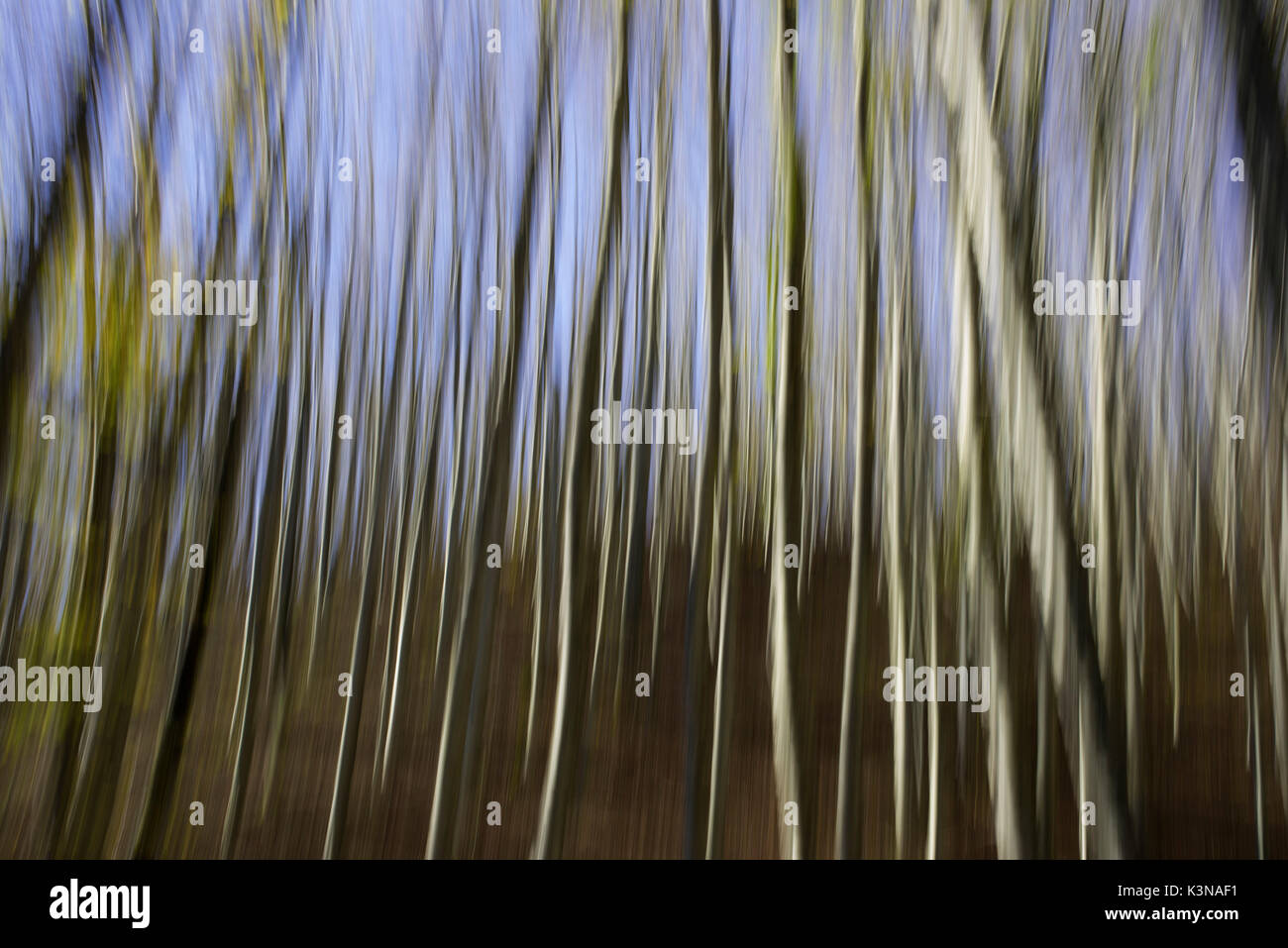 Trunks, abstract, casentinesi forest NP, Italy Stock Photo
