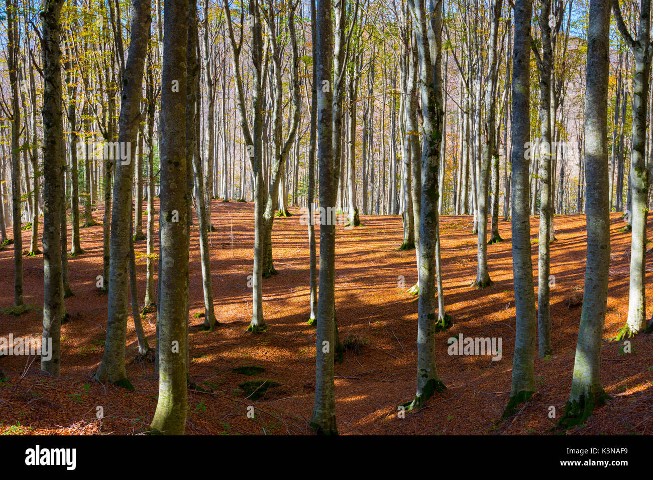 Trunks of holms in autumn, Casentinesi forest, Tuscany, Italy Stock Photo
