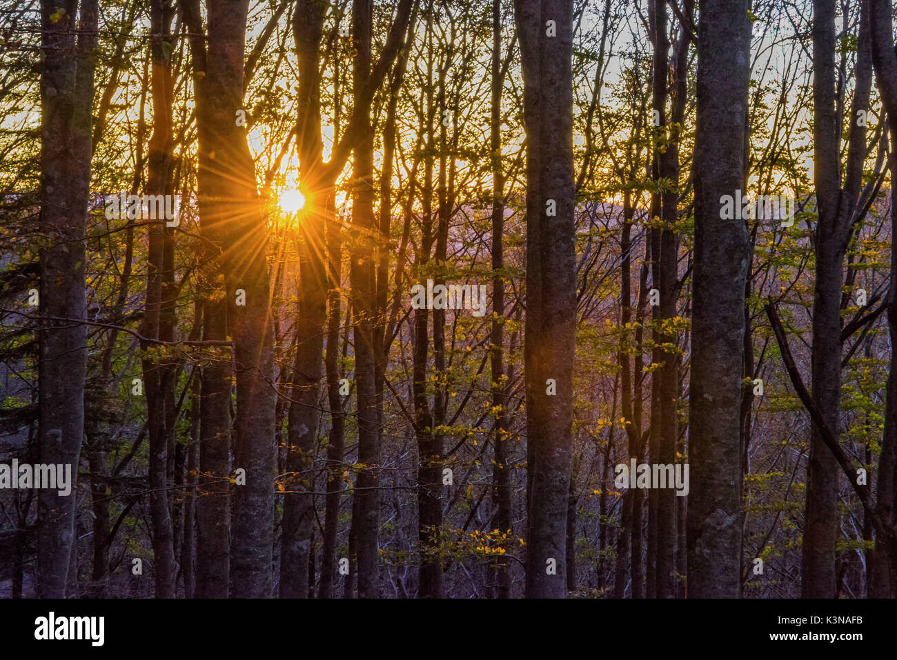 Foliage and trunks of holms at sunset, autumn, casentinesi forests, Tuscany, Italy Stock Photo