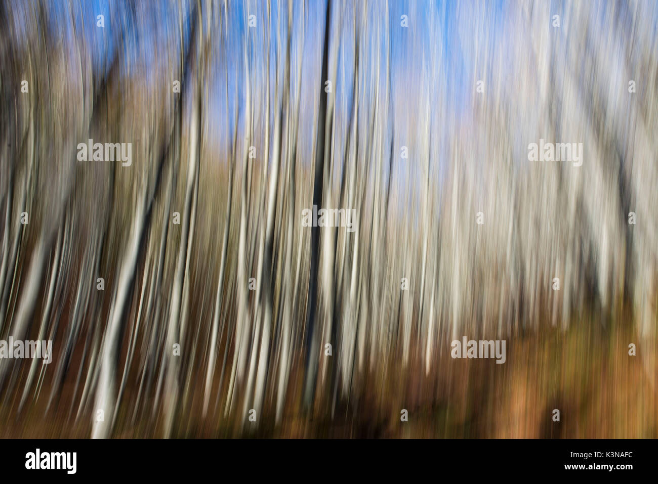 Trunks, abstract, casentinesi forest NP, Italy Stock Photo