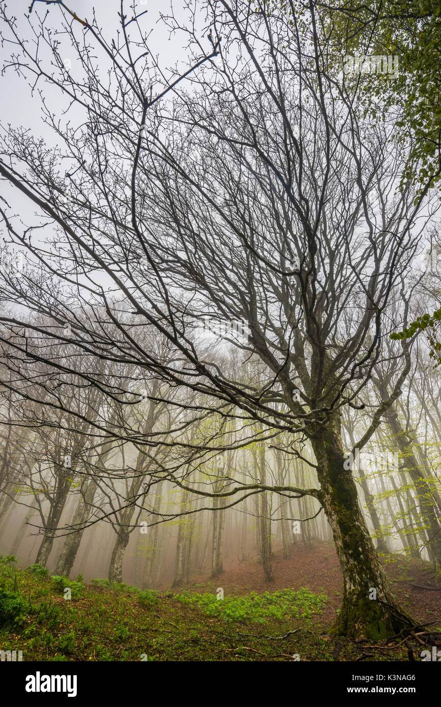 Trunk and branches in the fog, Foreste Casentinesi NP, Emilia Romagna district, Italy Stock Photo