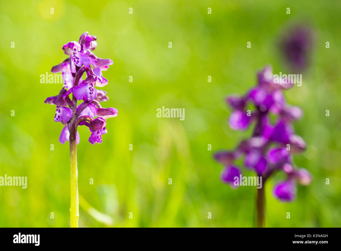 Blue Orchis in a green meadow, Foreste Casentinesi NP, Emilia Romagna district, Italy Stock Photo