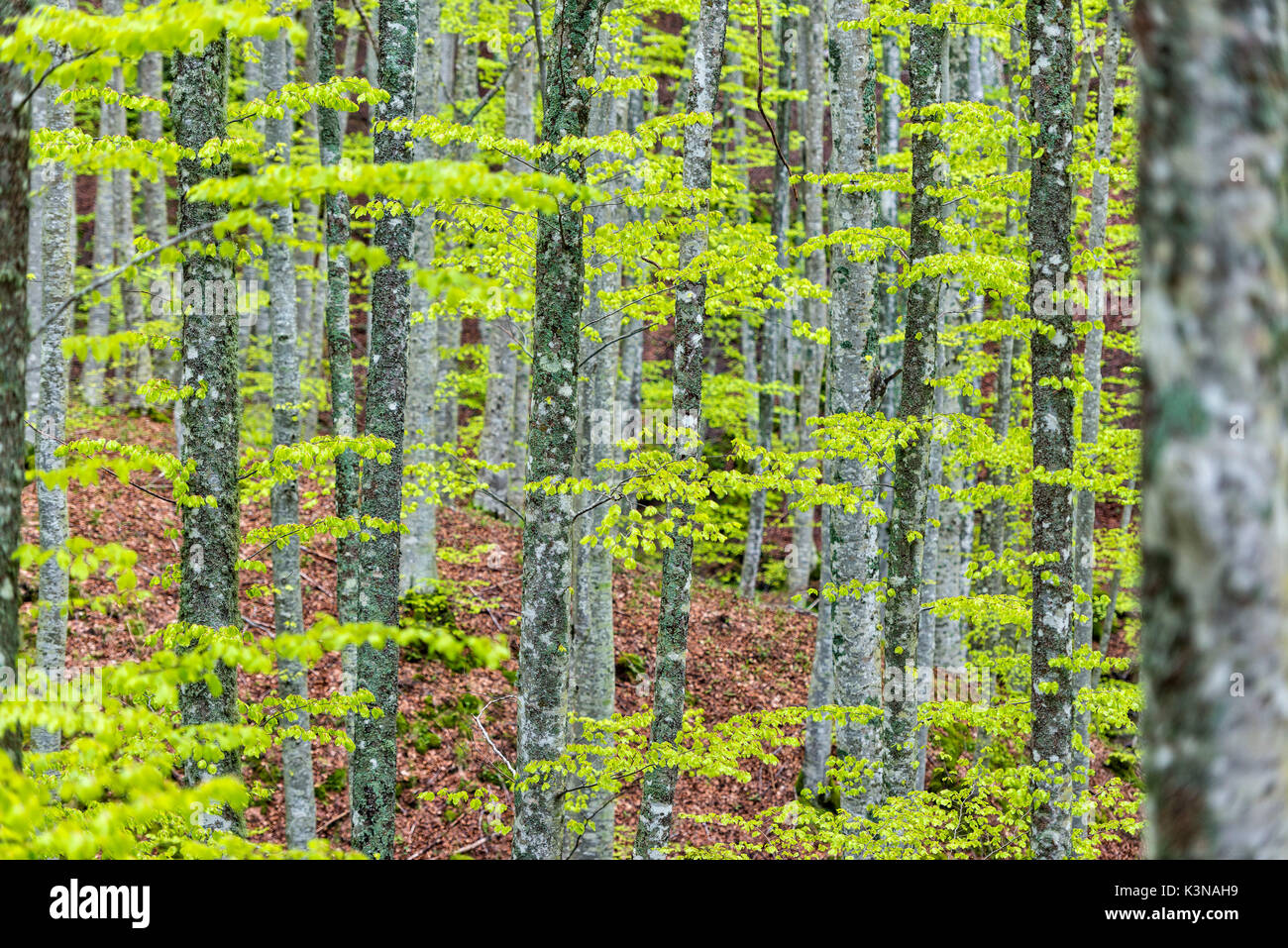 Forest in Autumn, Foreste Casentinesi NP, Emilia Romagna district, Italy Stock Photo