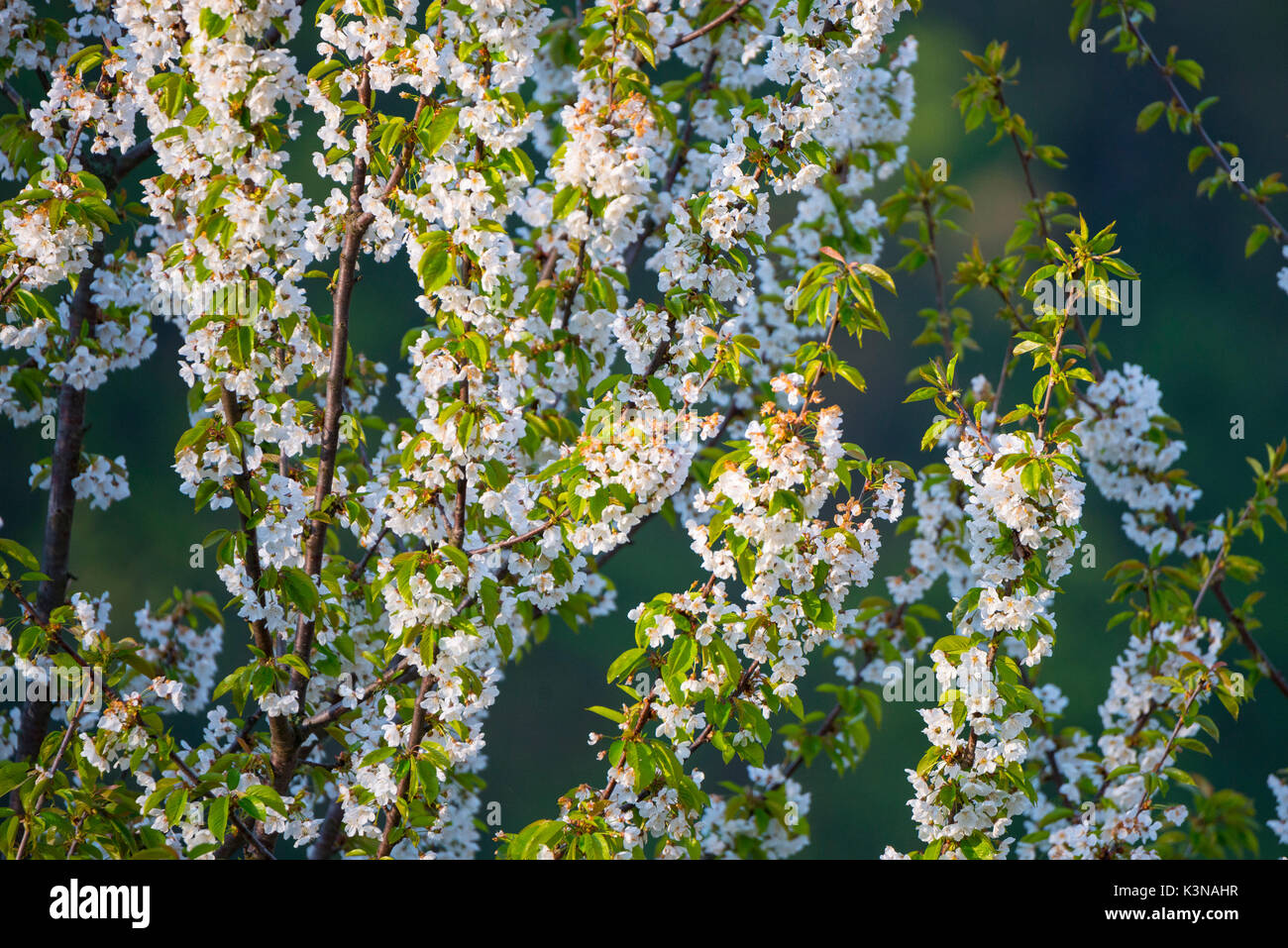 White flowers, Corniolo, Casentinesi Forests NP, Emilia Romagna district, Italy Stock Photo