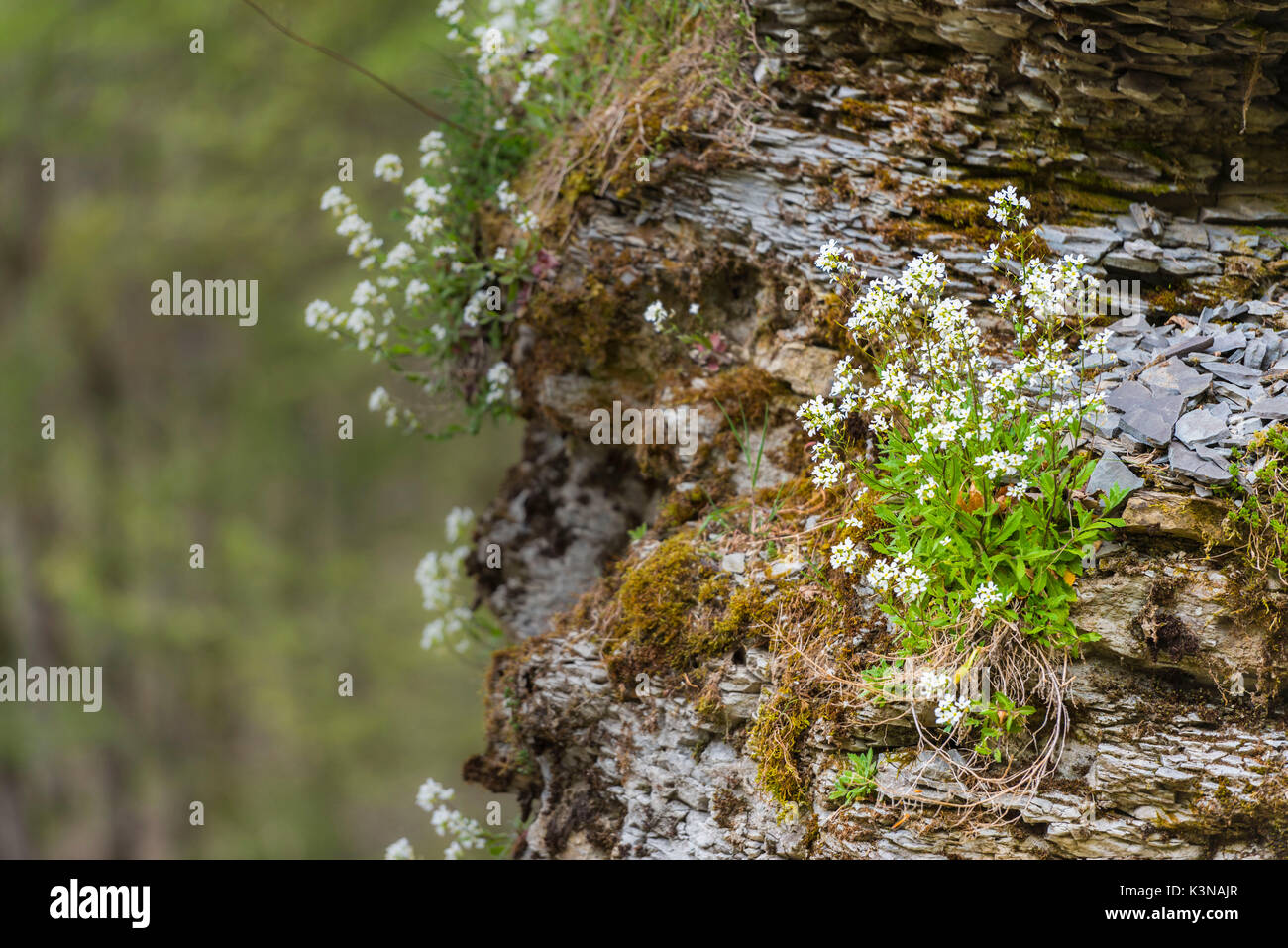 Rock flowers hi-res stock photography and images - Alamy