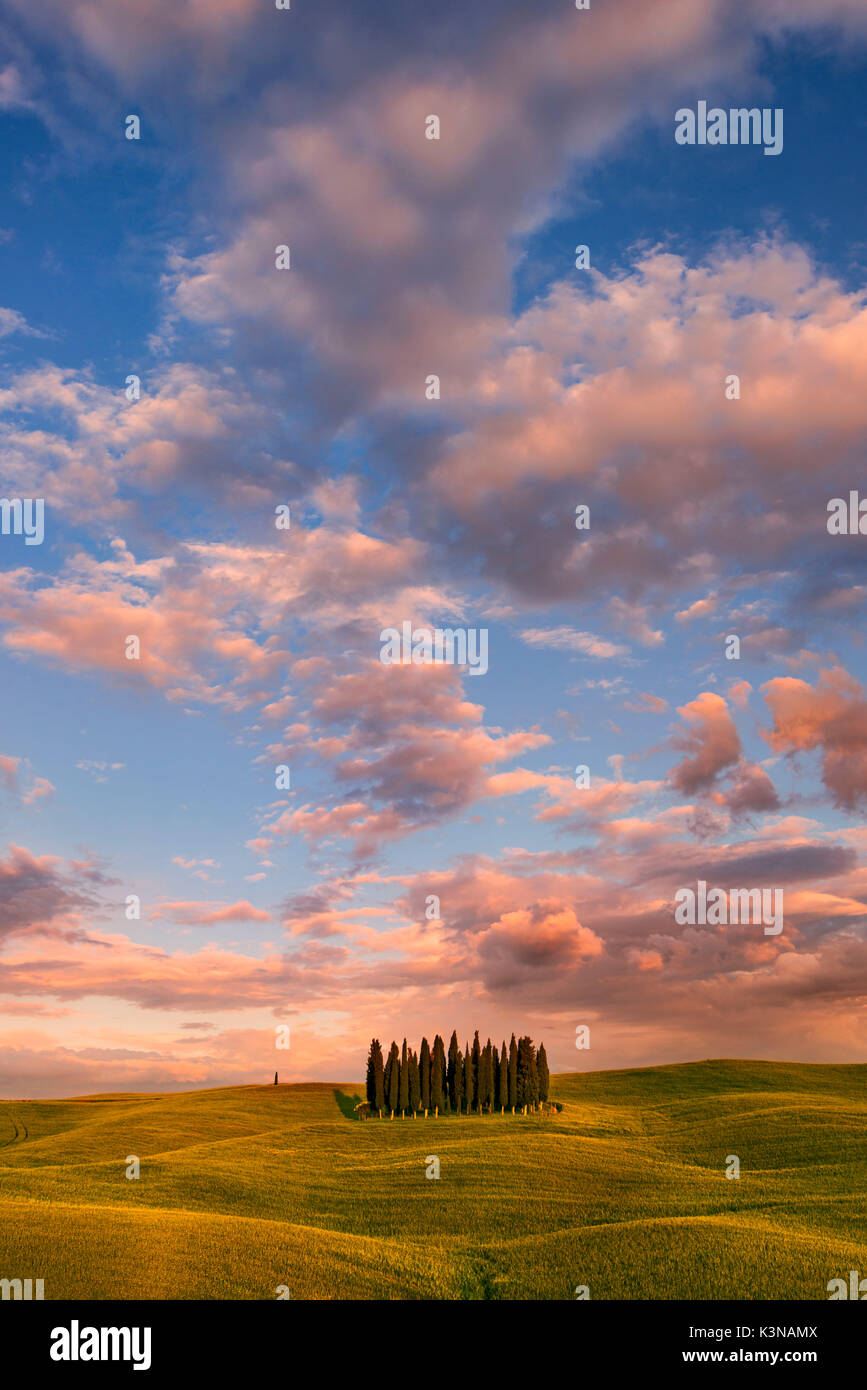 Wheat field with cypresses hires stock photography and images Alamy