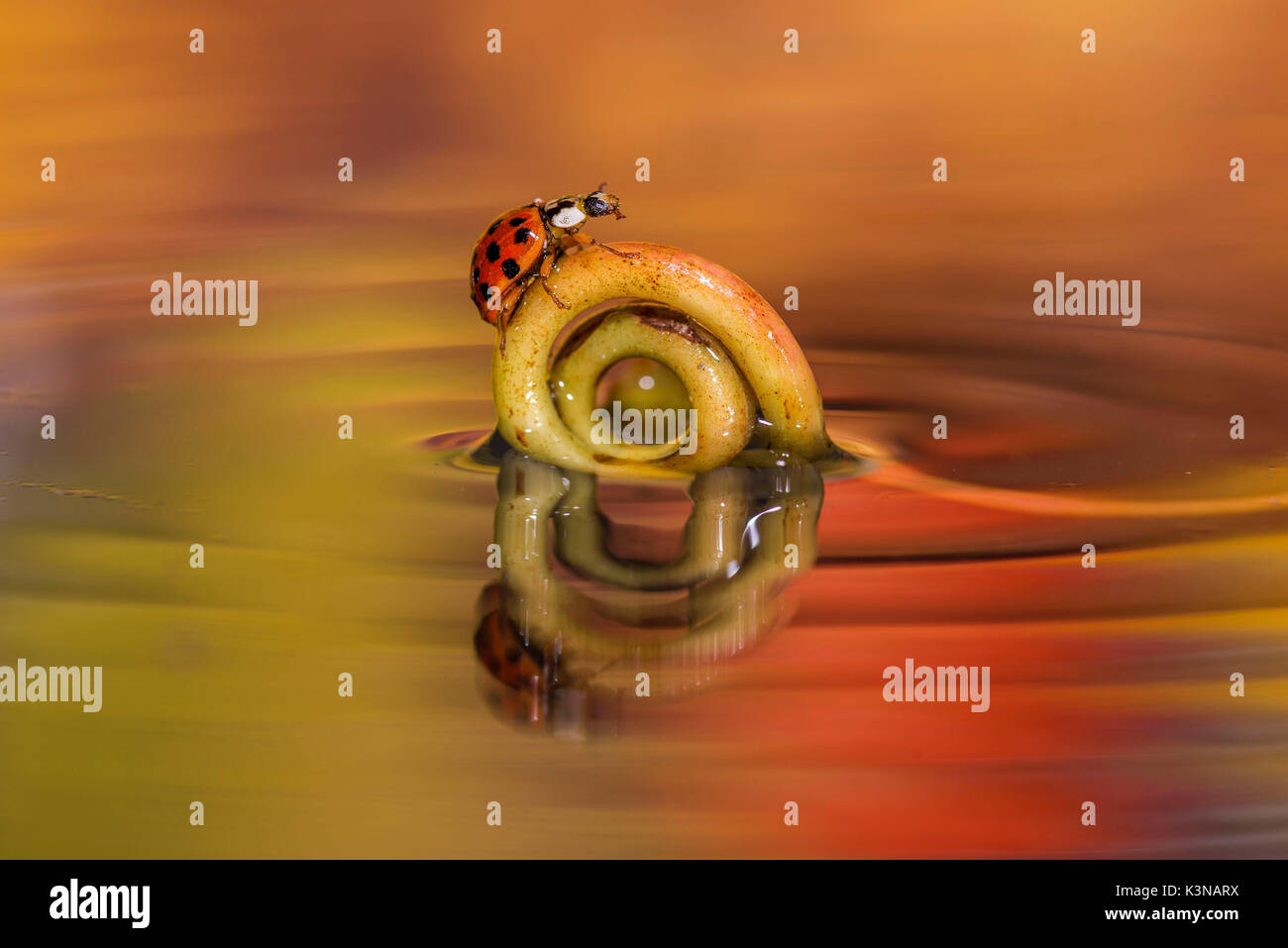 ladybug walking on a stem above the water, Trentino Alto-Adige, Italy Stock Photo