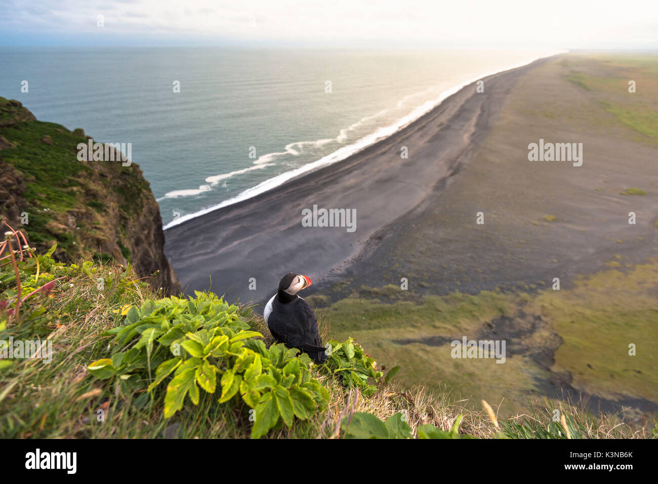 Dyrholaey, Vik i Myrdal, Southern Iceland. Puffins on top of the cliff. Stock Photo